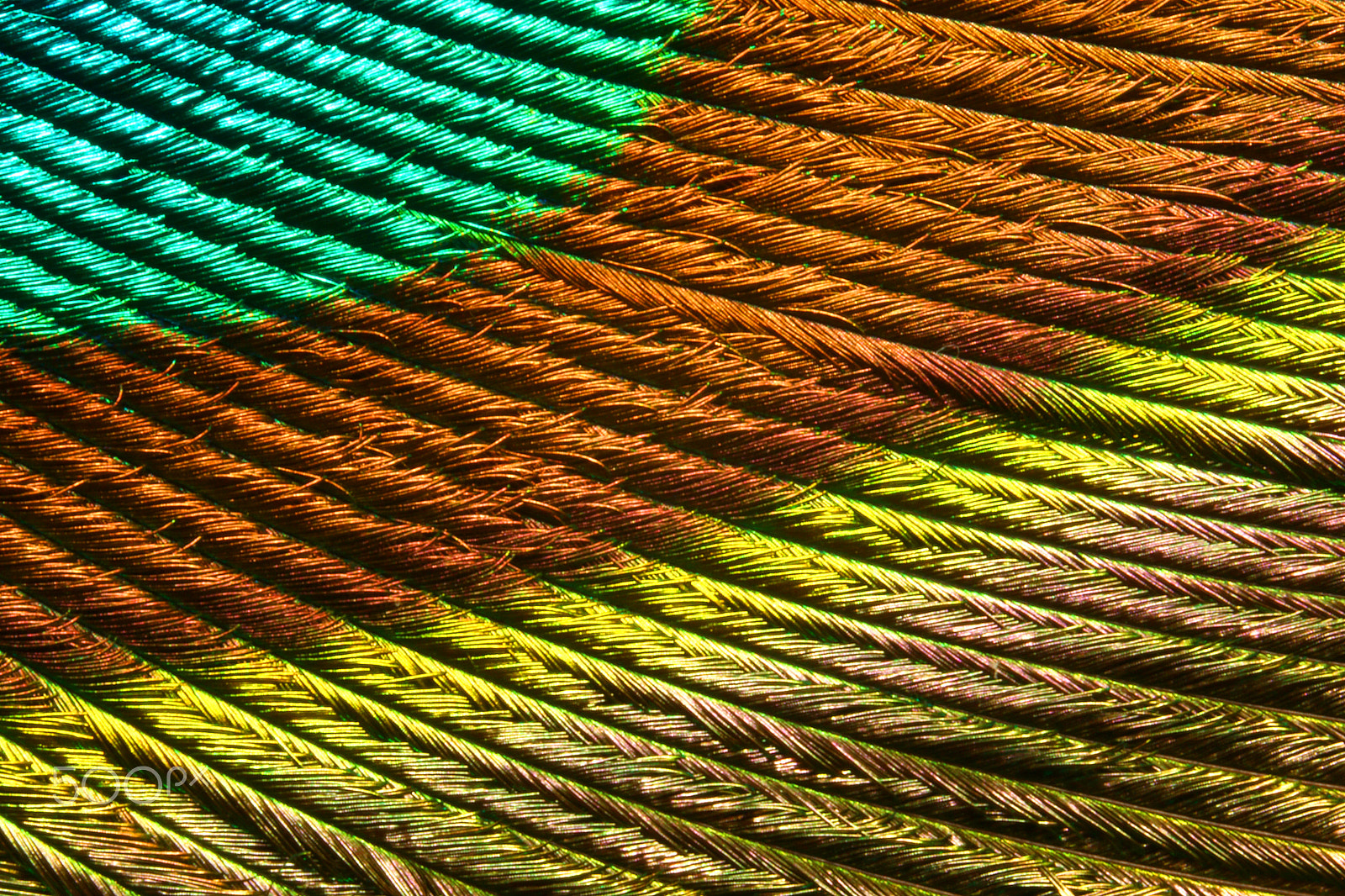 Canon EOS 760D (EOS Rebel T6s / EOS 8000D) + Canon EF 100mm F2.8L Macro IS USM sample photo. Peacock feather 0102 photography
