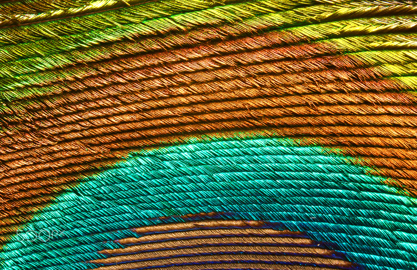 Canon EOS 760D (EOS Rebel T6s / EOS 8000D) + Canon EF 100mm F2.8L Macro IS USM sample photo. Peacock feather 0098 photography
