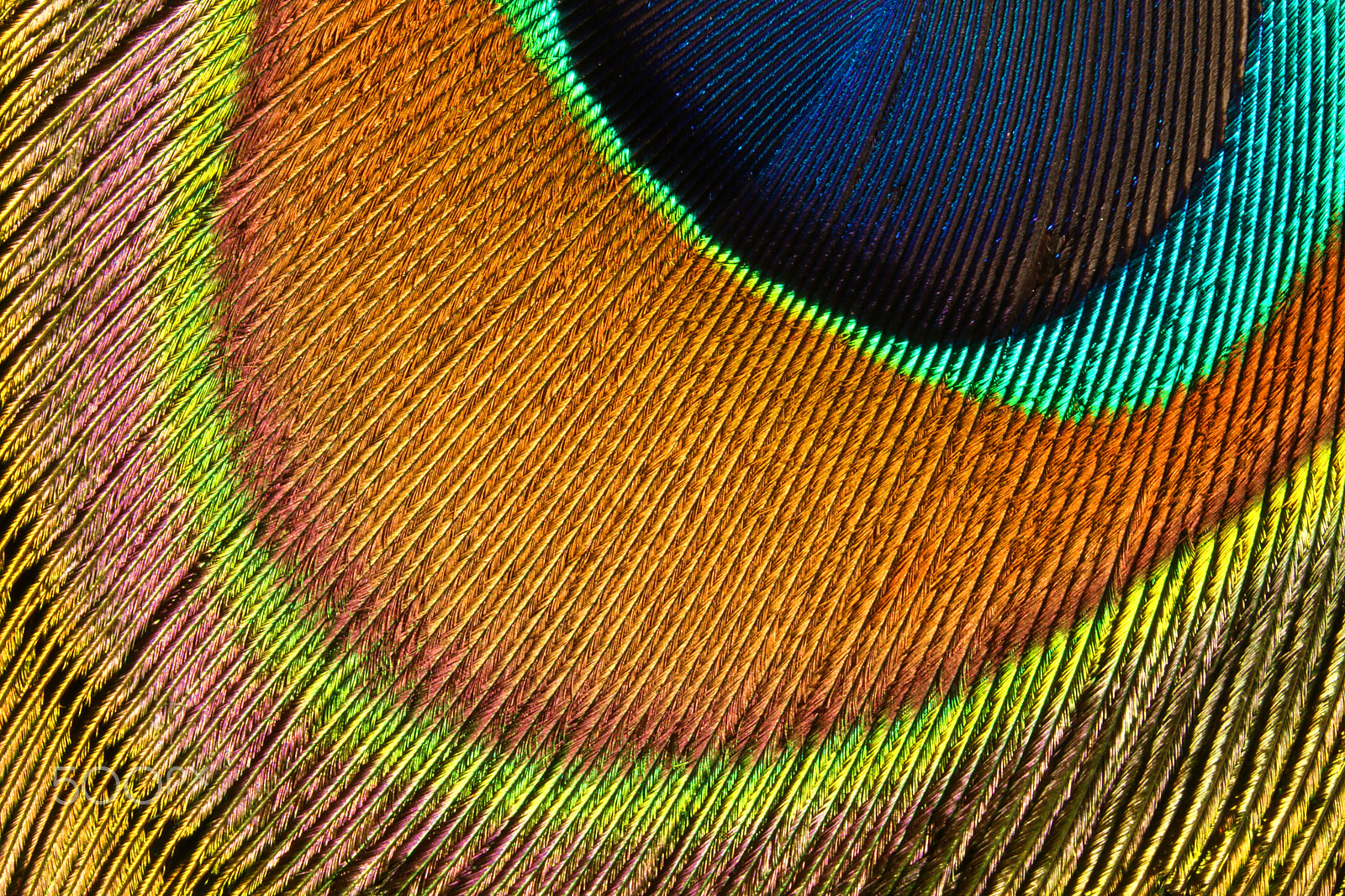 Canon EOS 760D (EOS Rebel T6s / EOS 8000D) + Canon EF 100mm F2.8L Macro IS USM sample photo. Peacock feather 0122 photography