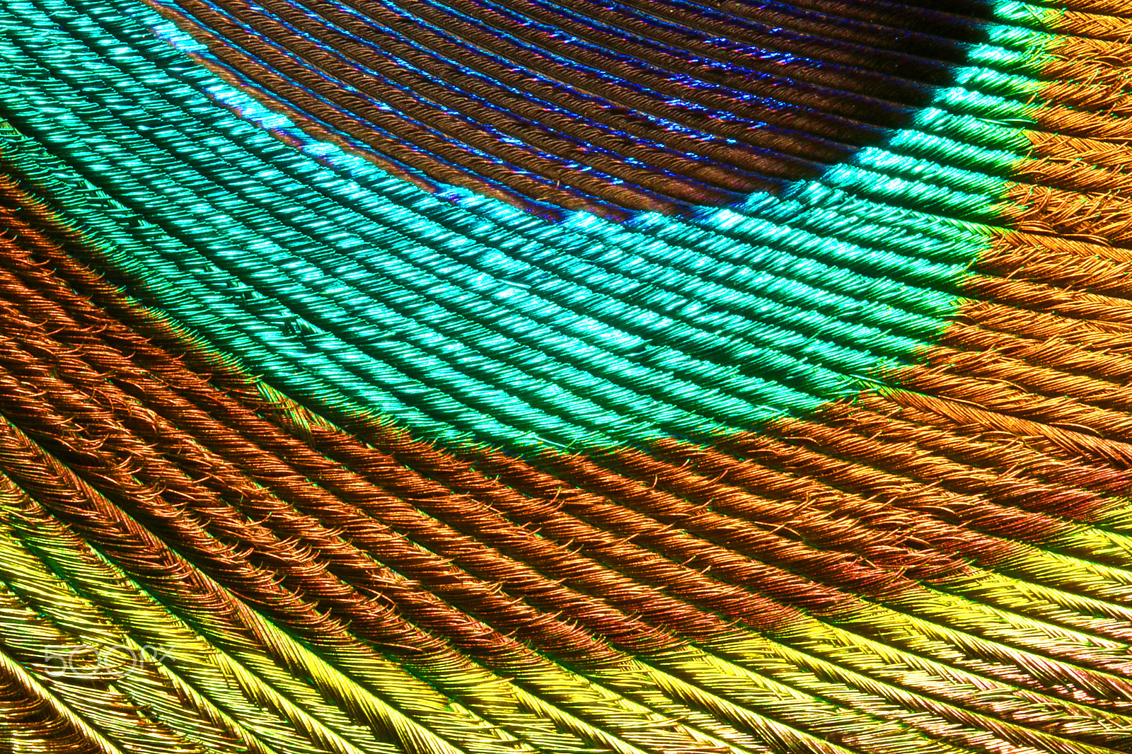 Canon EOS 760D (EOS Rebel T6s / EOS 8000D) + Canon EF 100mm F2.8L Macro IS USM sample photo. Peacock feather 0117 photography