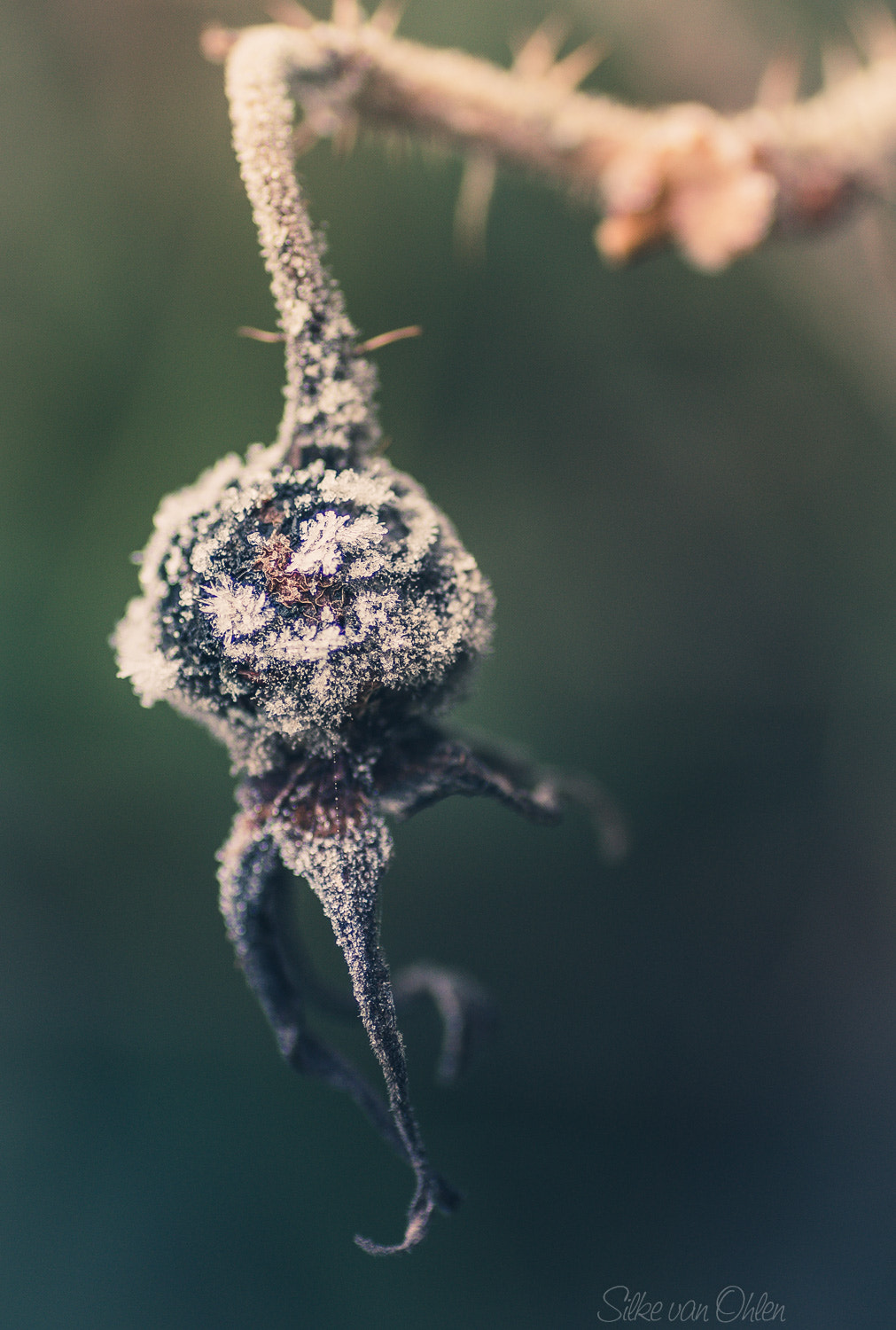 Tamron SP AF 90mm F2.8 Di Macro sample photo. Hagebutte photography