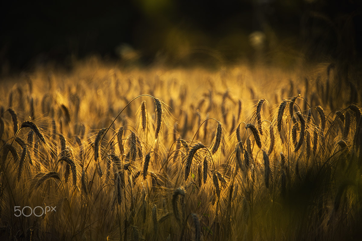 Canon EF 28-300mm F3.5-5.6L IS USM sample photo. Golden light n.2 photography