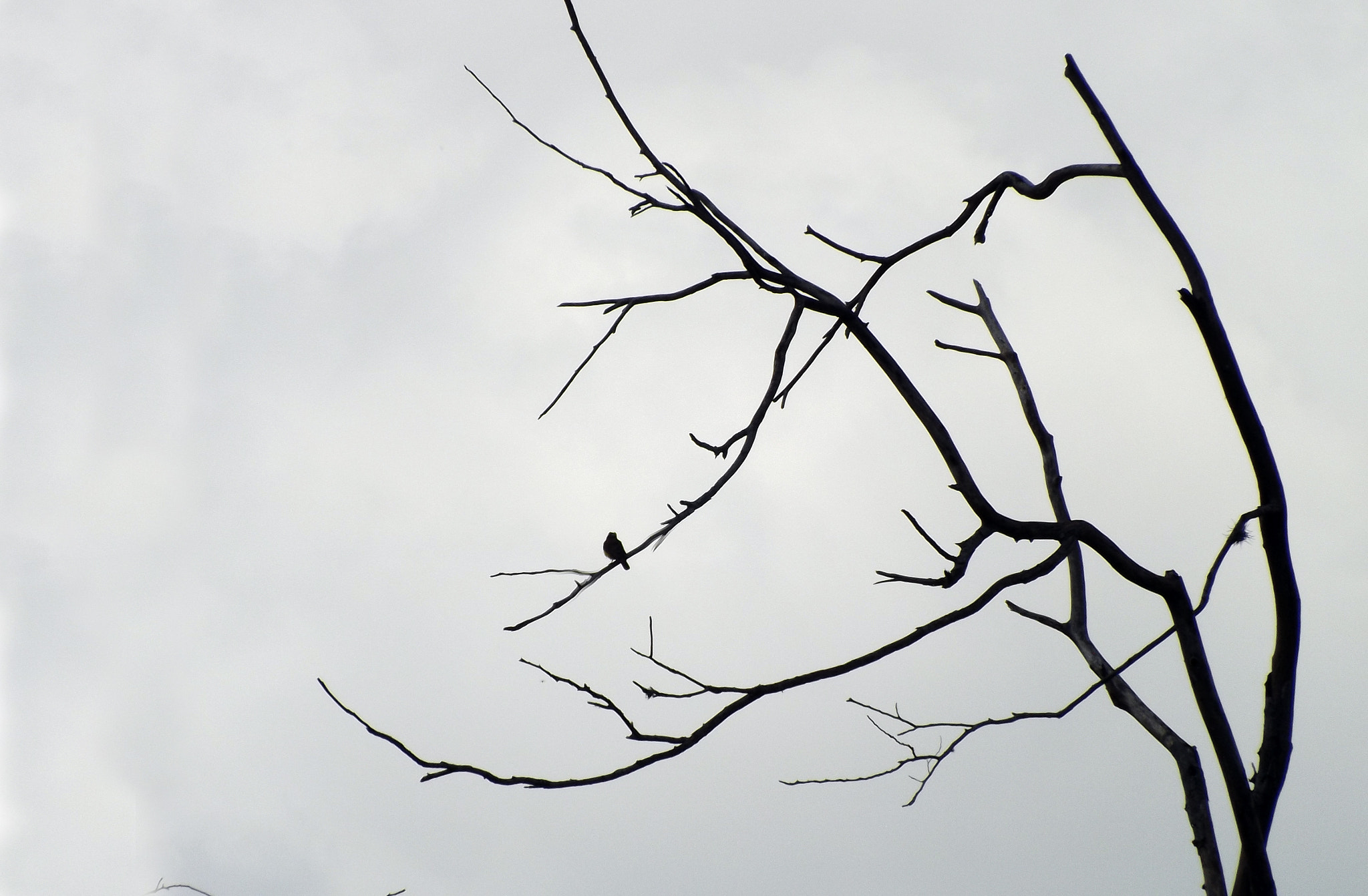 Fujifilm FinePix SL300 sample photo. Desde lo alto photography