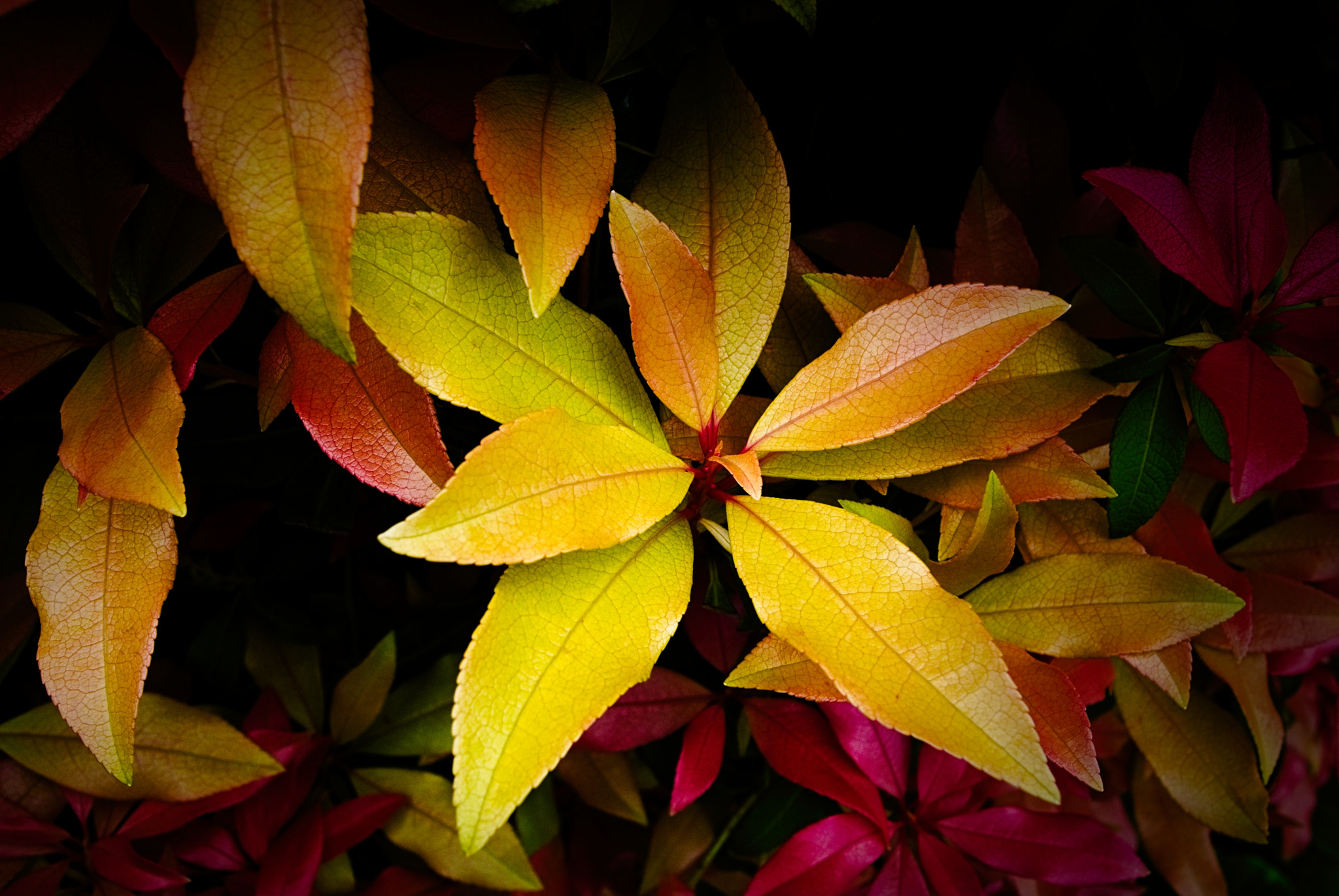 Nikon 1 Nikkor 11-27.5mm F3.5-5.6 sample photo. Colours of nature photography