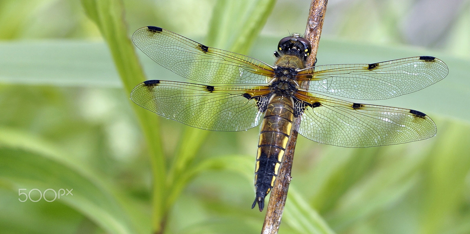 Sony SLT-A57 + 90mm F2.8 Macro SSM sample photo. Dragonfly photography