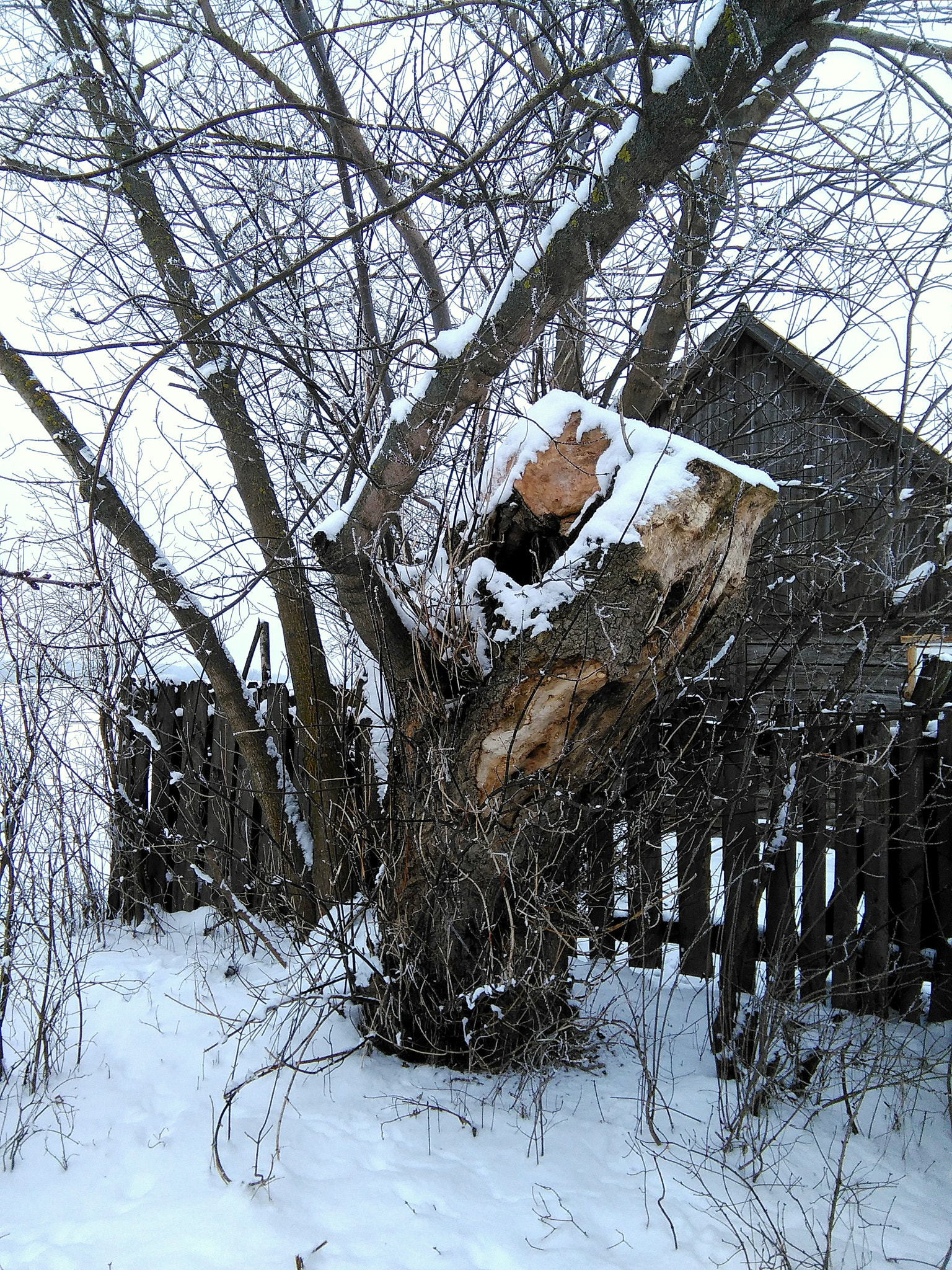 HUAWEI G620S-L01 sample photo. Winter  time photography
