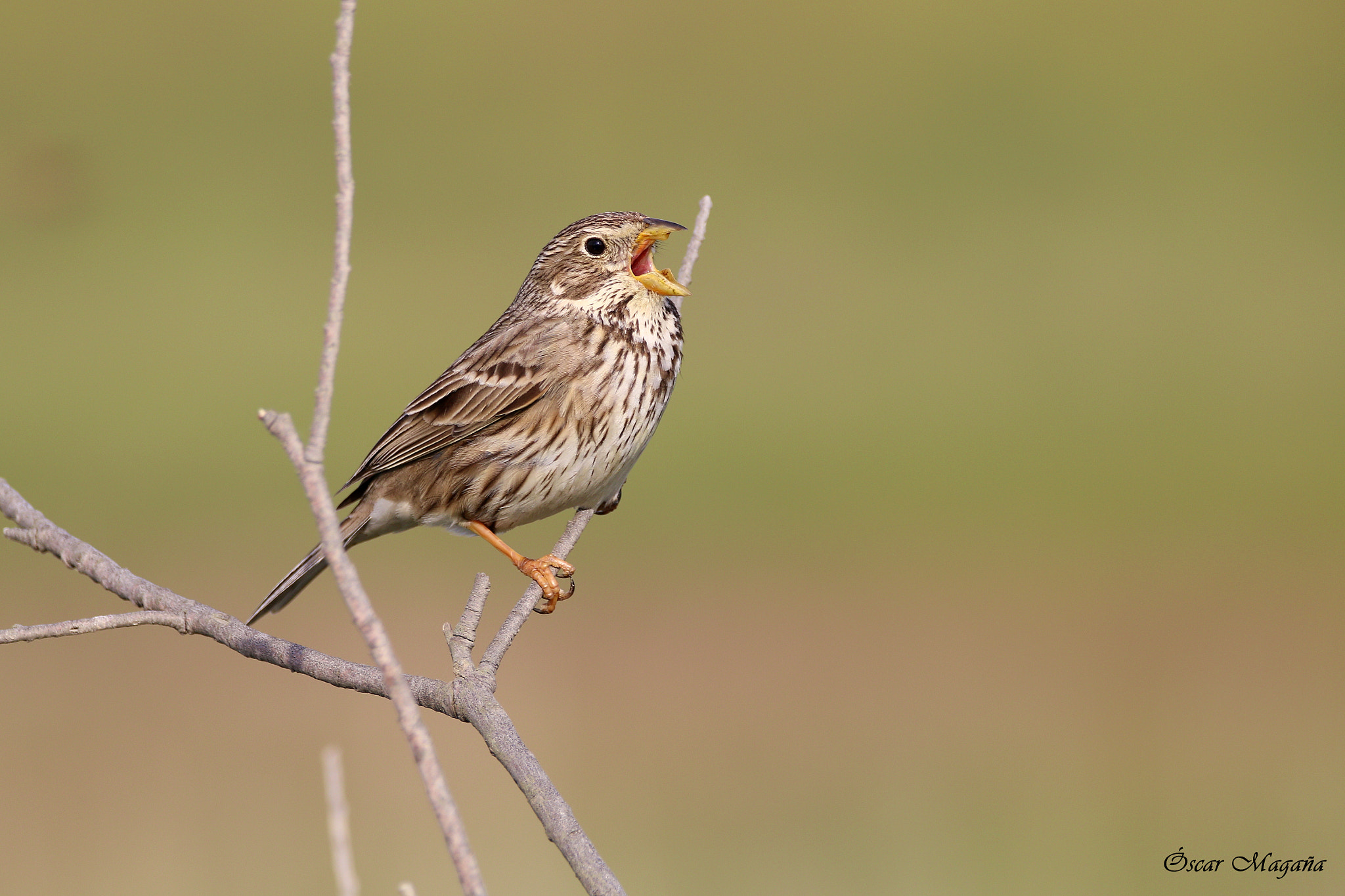 Sigma 150-600mm F5-6.3 DG OS HSM | C sample photo. Corn bunting - emberiza calandra photography