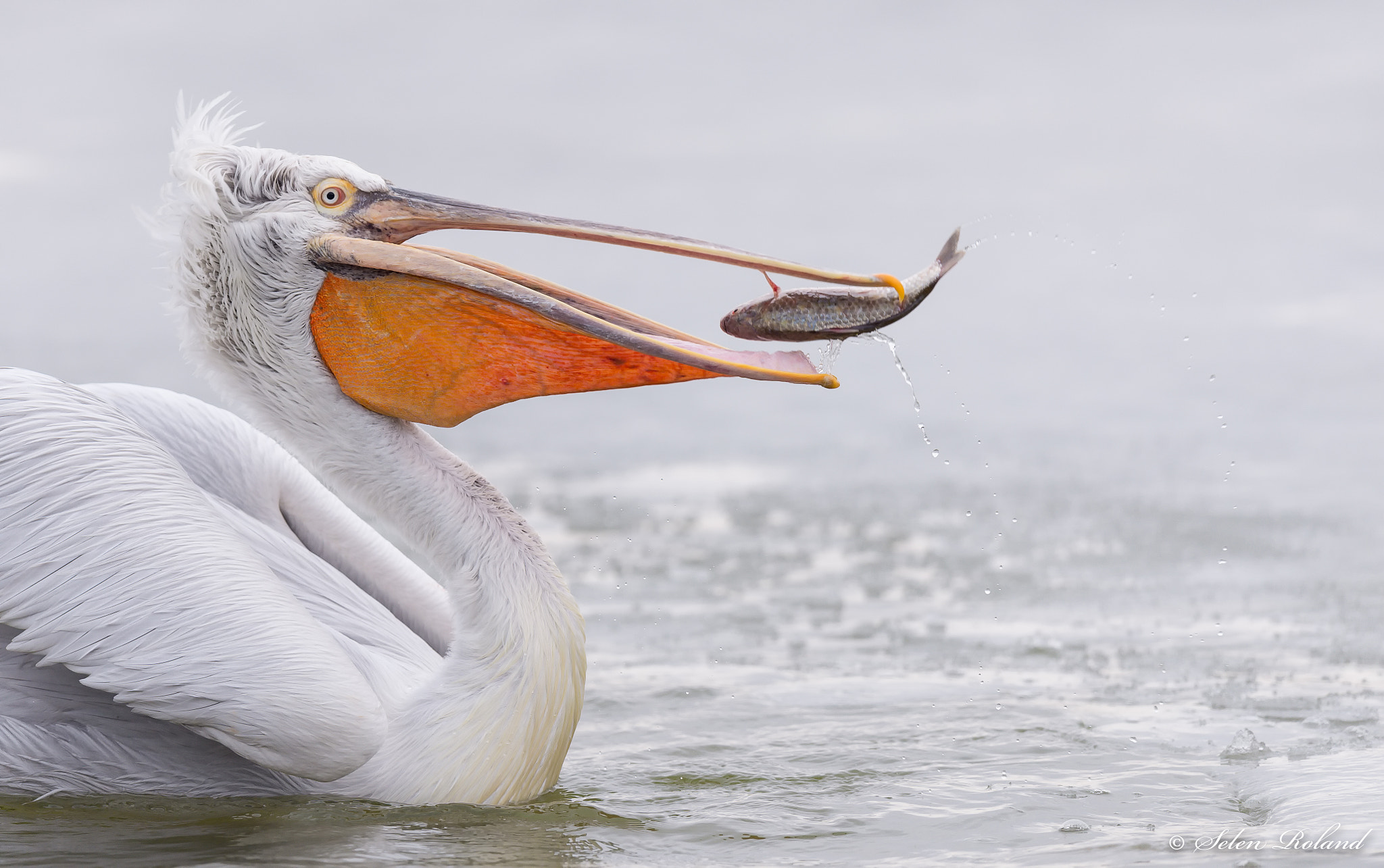 Nikon D4 sample photo. Kroeskoppelikaan - dalmatian pelican with a fish photography