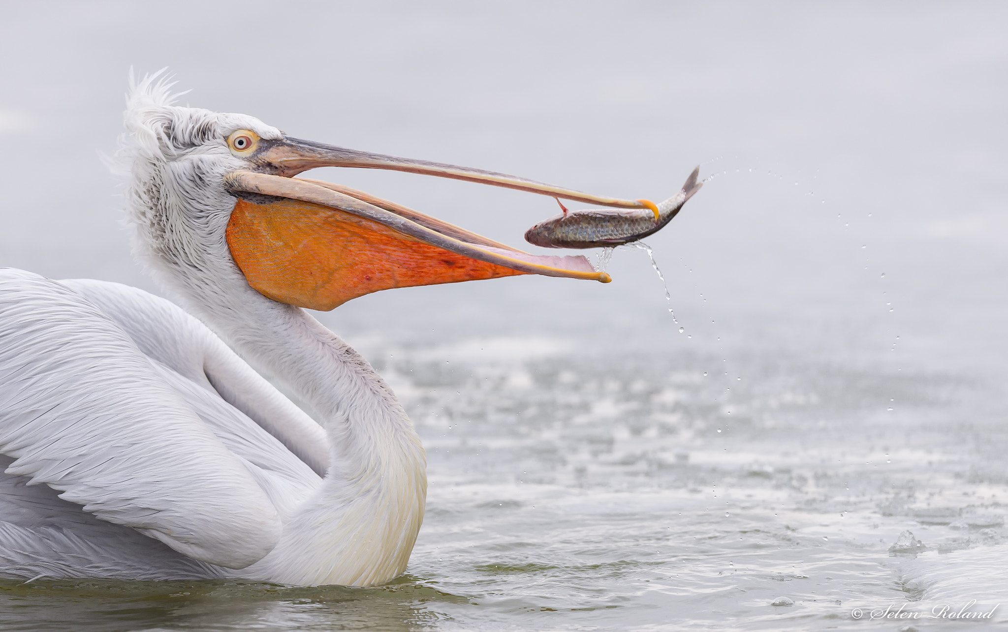 Nikon D4 + Nikon AF-S Nikkor 500mm F4G ED VR sample photo. Kroeskoppelikaan - dalmatian pelican with a fish photography