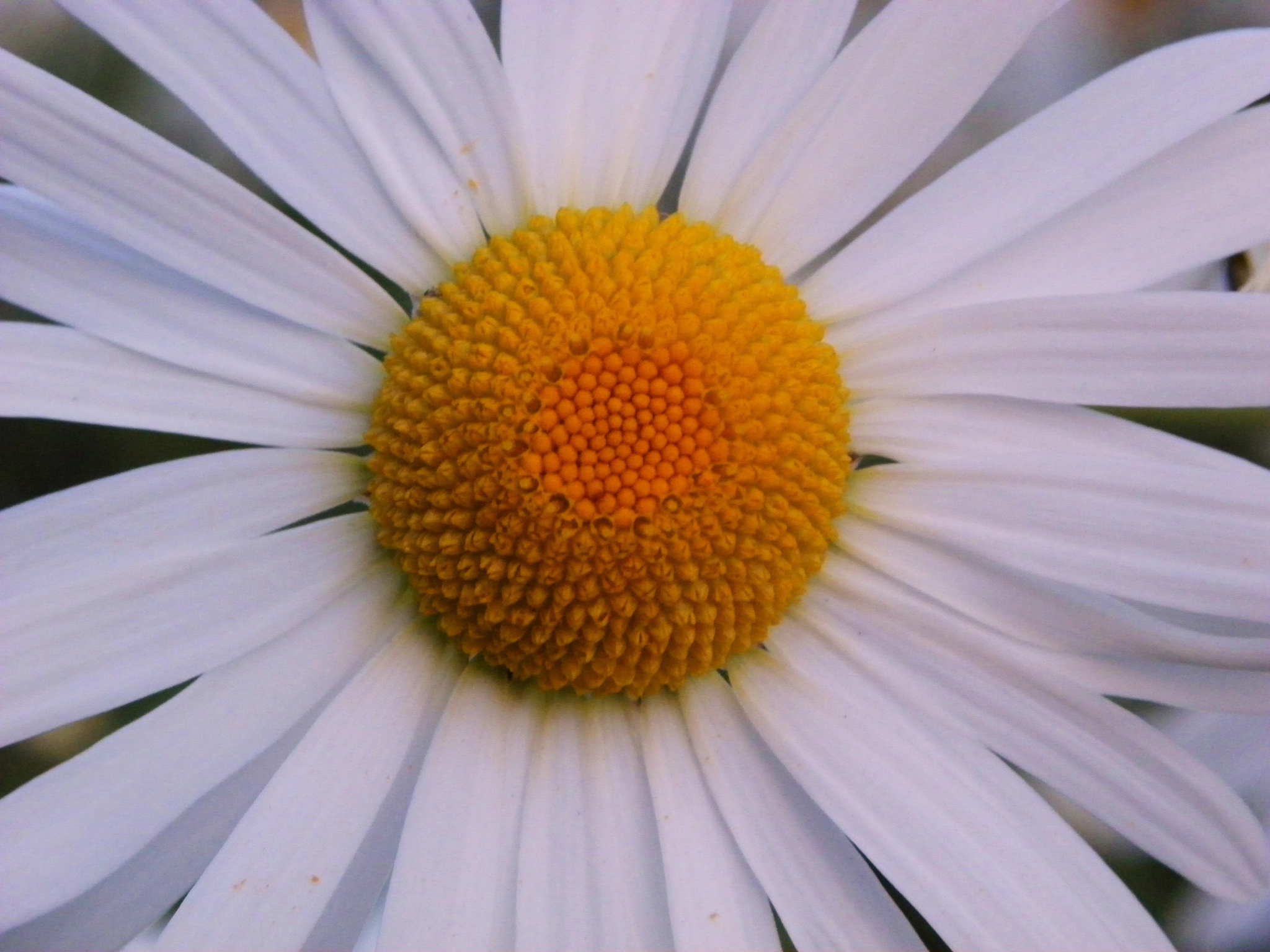 Kodak EasyShare Z981 sample photo. Daisy photography