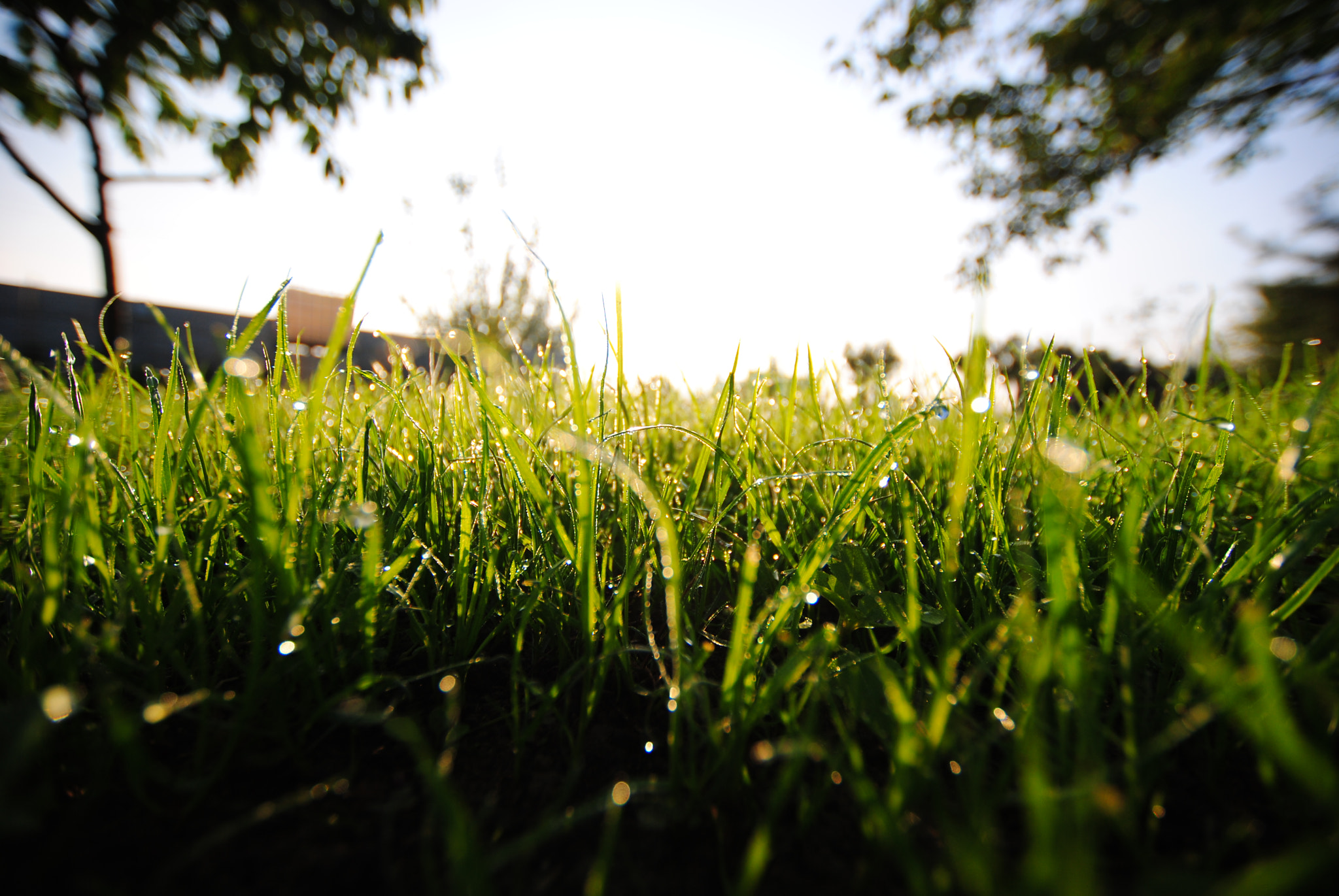 Sigma 10-20mm F3.5 EX DC HSM sample photo. Green photography