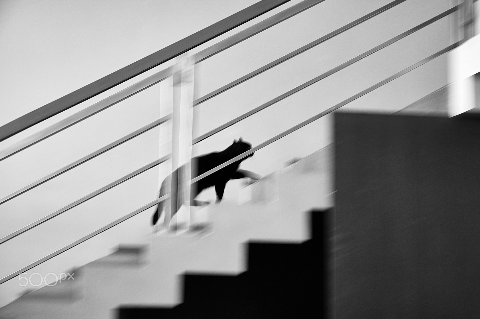 Canon EF 24-105mm F4L IS USM sample photo. Running cat photography