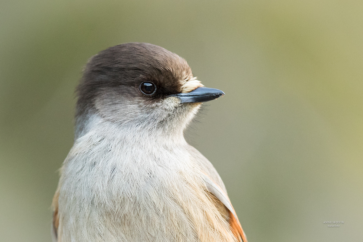 Canon EF 300mm F2.8L IS II USM sample photo. Siberian jay photography