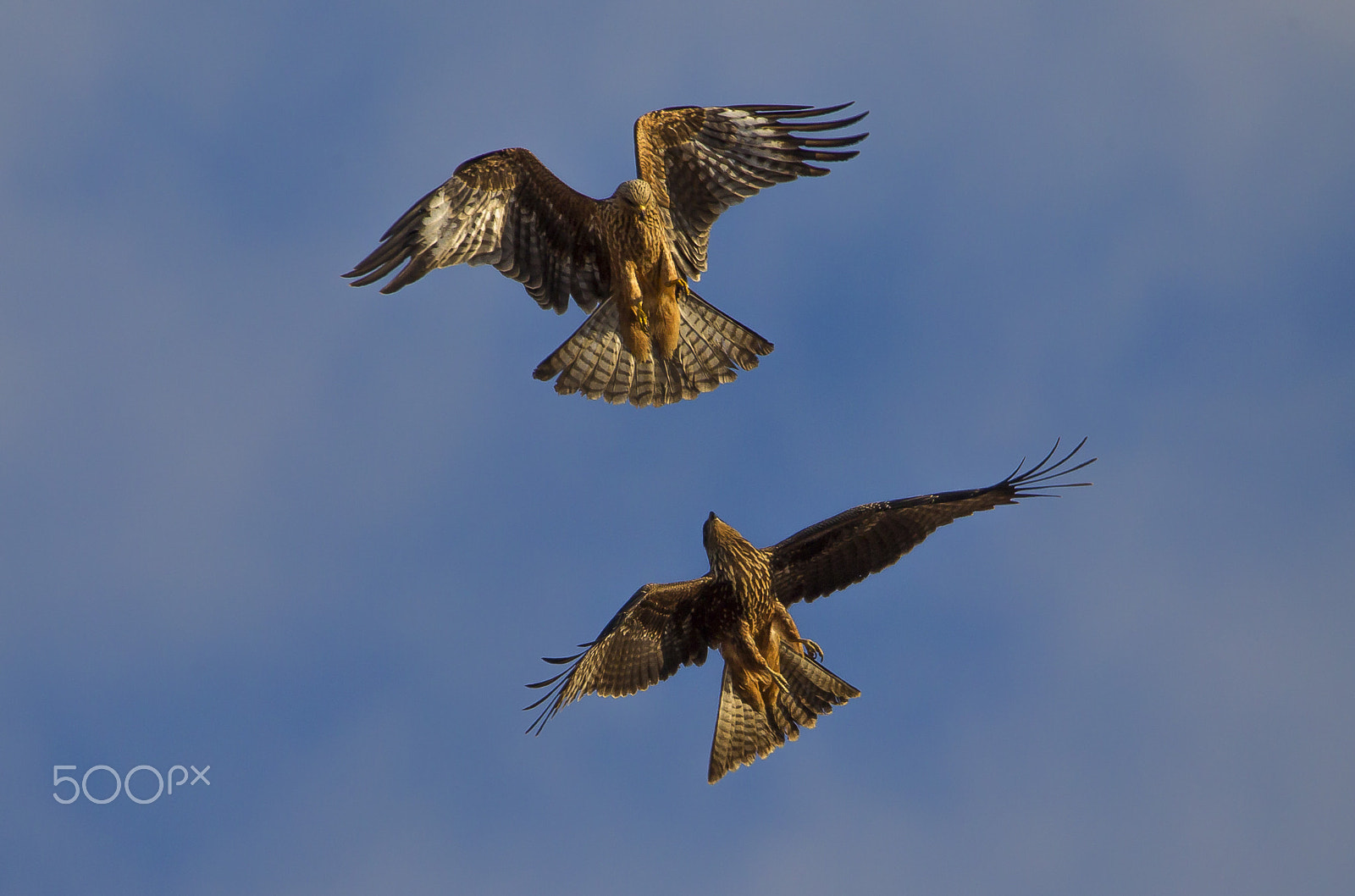 150-600mm F5-6.3 DG OS HSM | Sports 014 sample photo