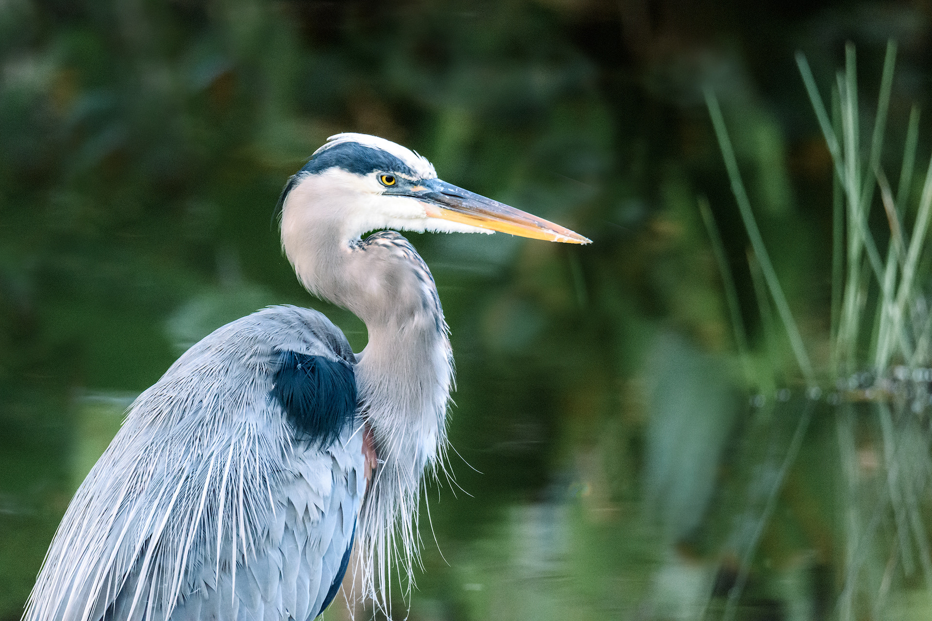 Nikon D810 + Sigma 50mm F2.8 EX DG Macro sample photo. Great blue heron photography