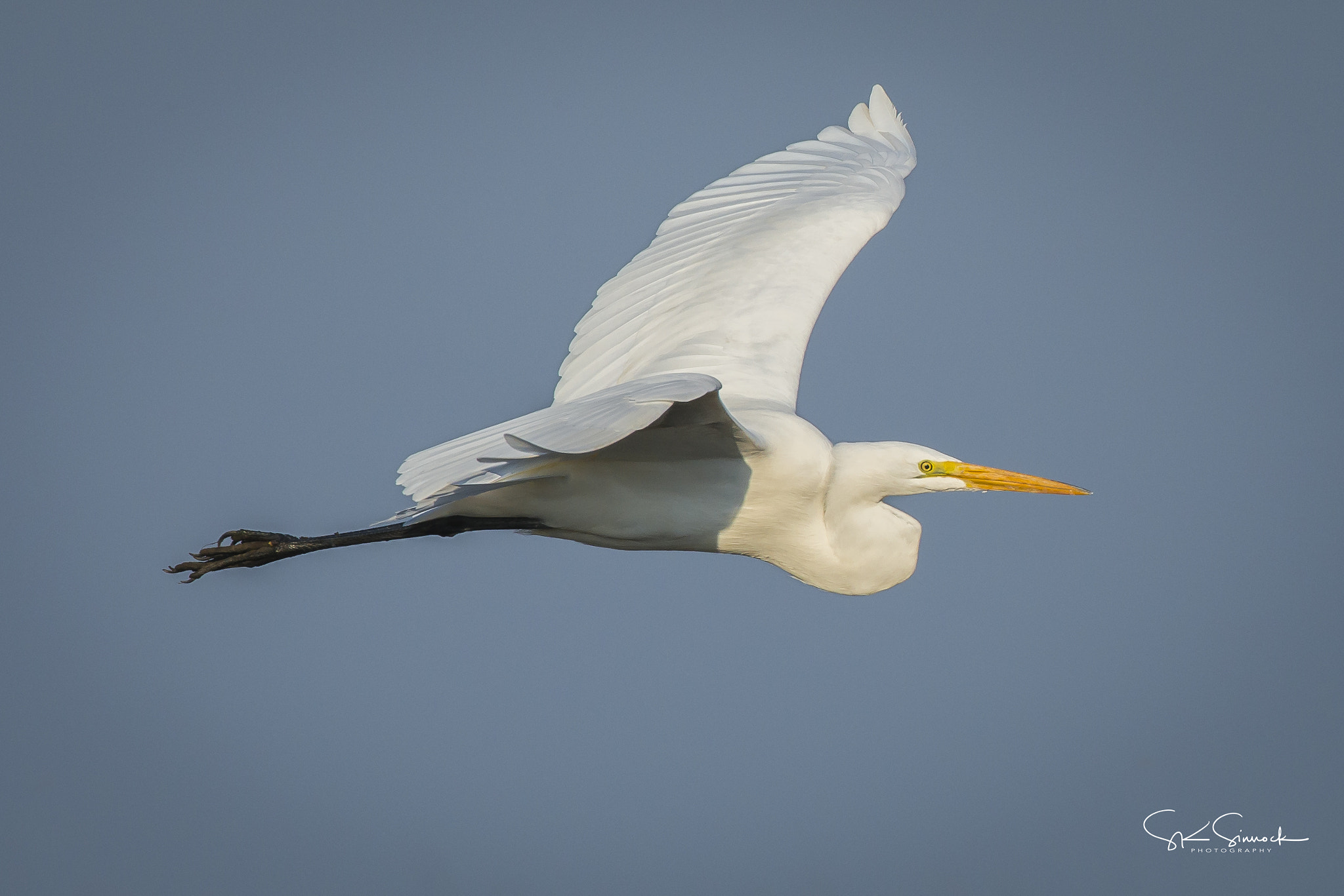Nikon D800 sample photo. Great white egret photography