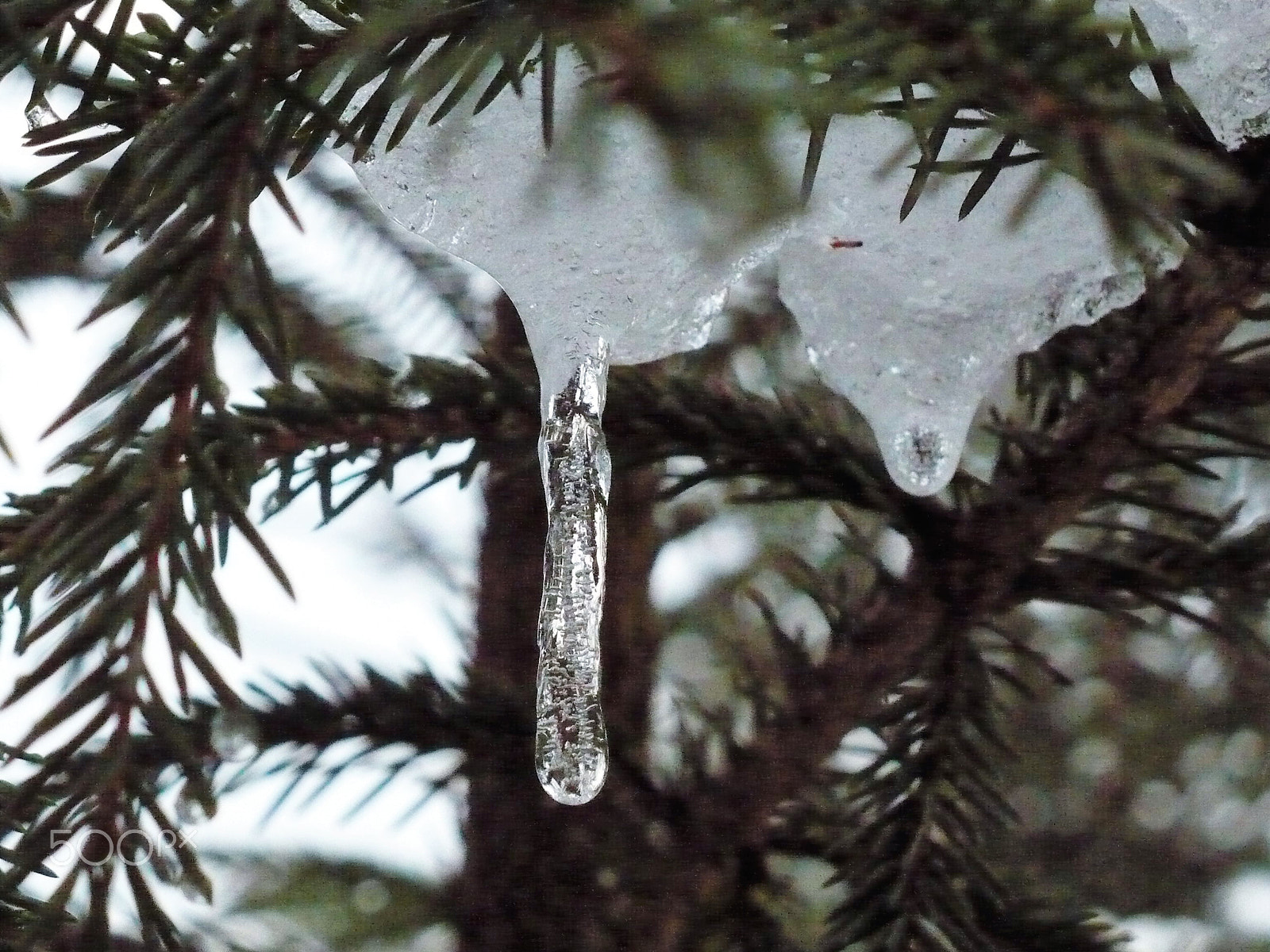 Panasonic DMC-LZ7 sample photo. Icicle on the branch of spruce photography