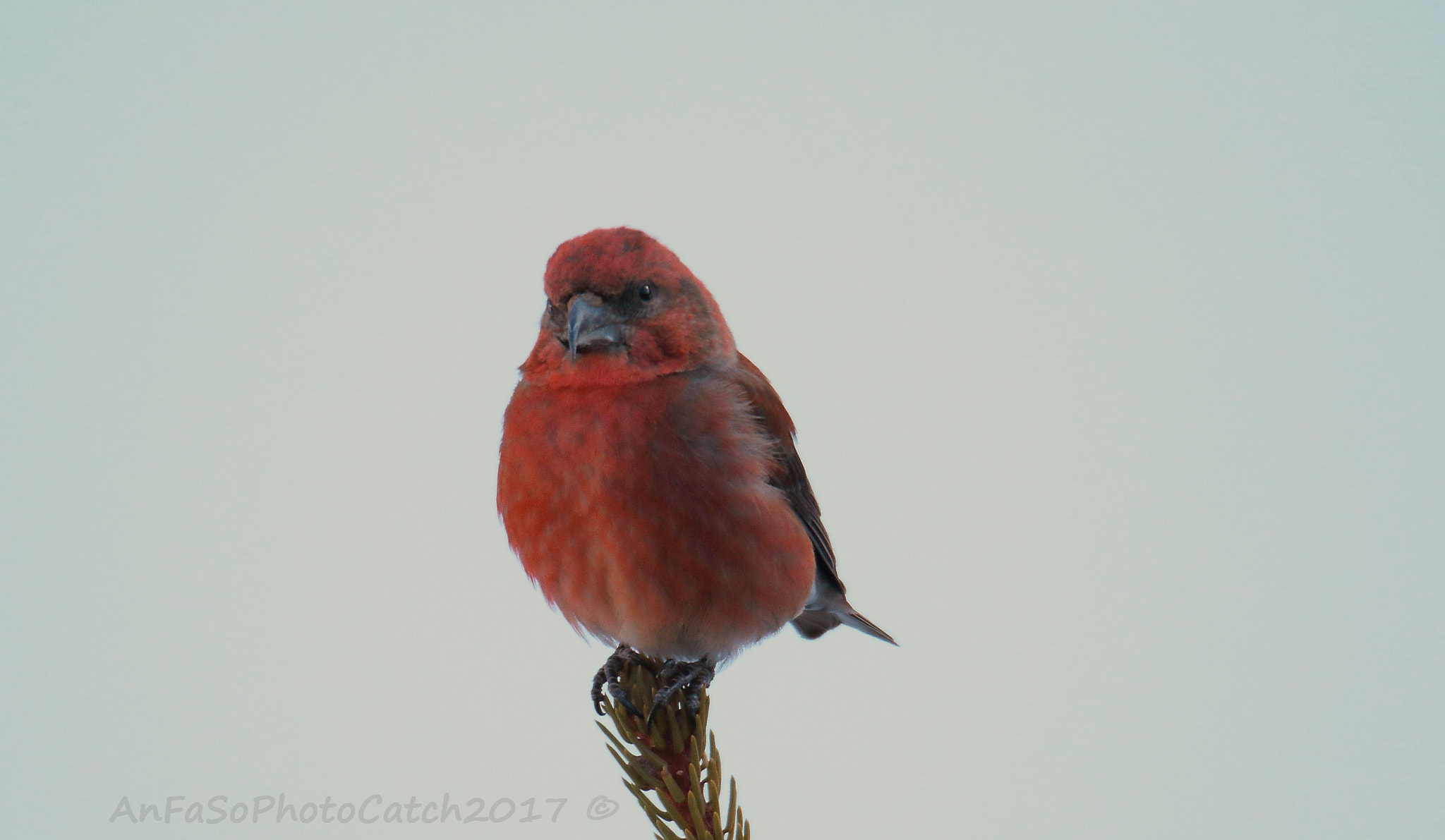 Canon EOS 7D Mark II sample photo. Crociere - loxia curvirostra photography