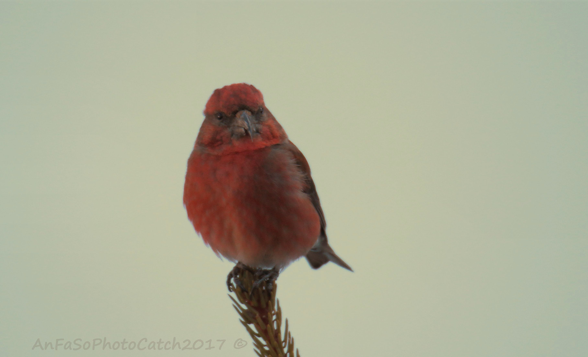 Canon EOS 7D Mark II sample photo. Crociere - loxia curvirostra photography