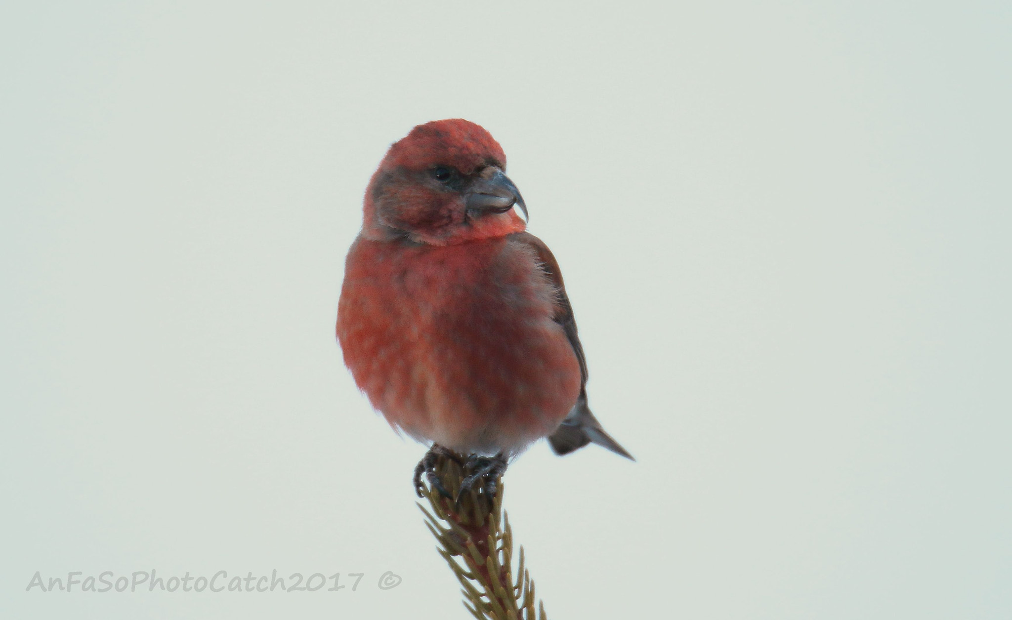 Canon EOS 7D Mark II sample photo. Crociere - loxia curvirostra photography