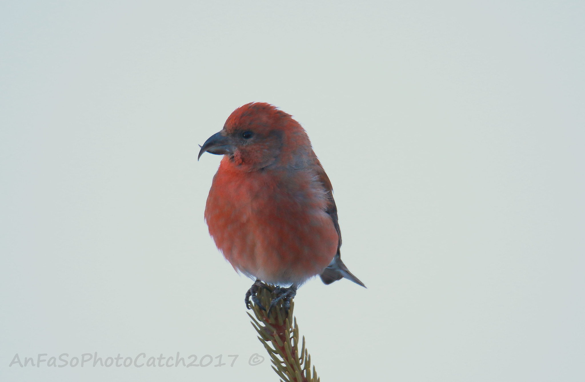 Canon EOS 7D Mark II sample photo. Crociere - loxia curvirostra photography