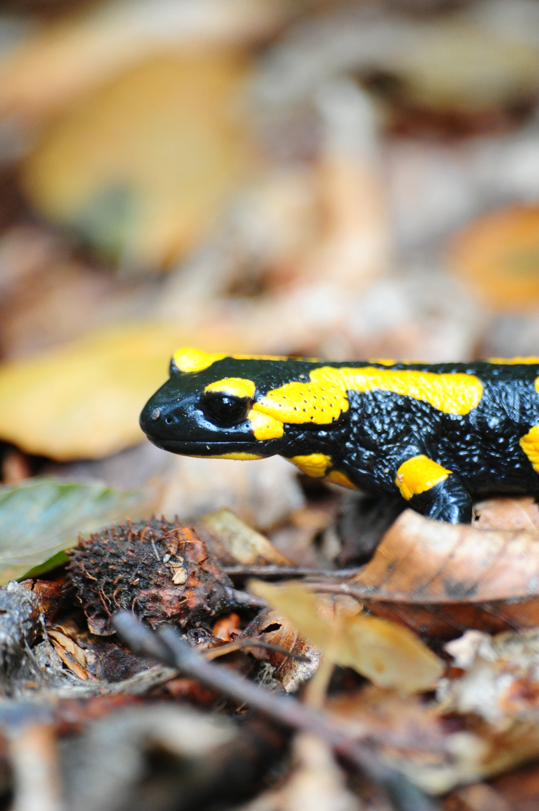 Sigma 70-300mm F4-5.6 APO Macro Super II sample photo. Fire salamander photography