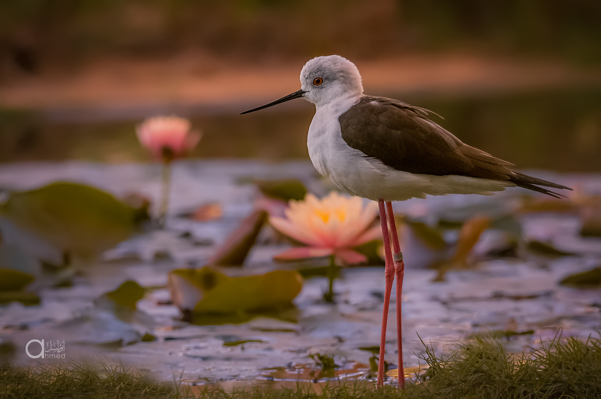 Sigma 150-600mm F5-6.3 DG OS HSM | S sample photo