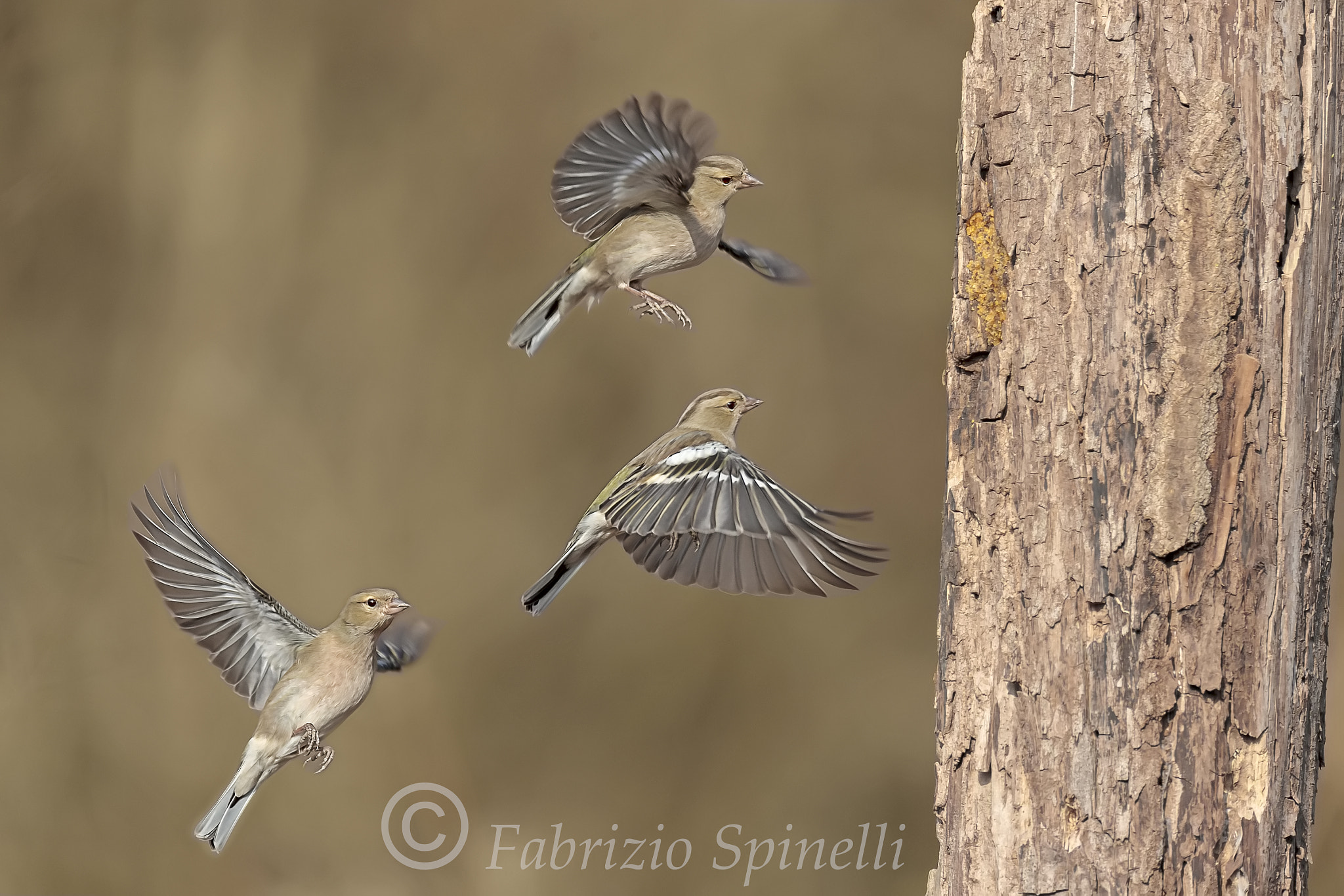 150-600mm F5-6.3 DG OS HSM | Sports 014 sample photo. Fringuello photography