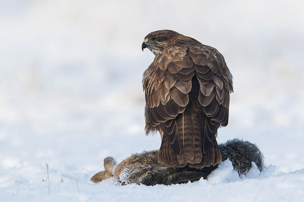 Canon EF 300mm F2.8L IS USM sample photo. Buteo photography