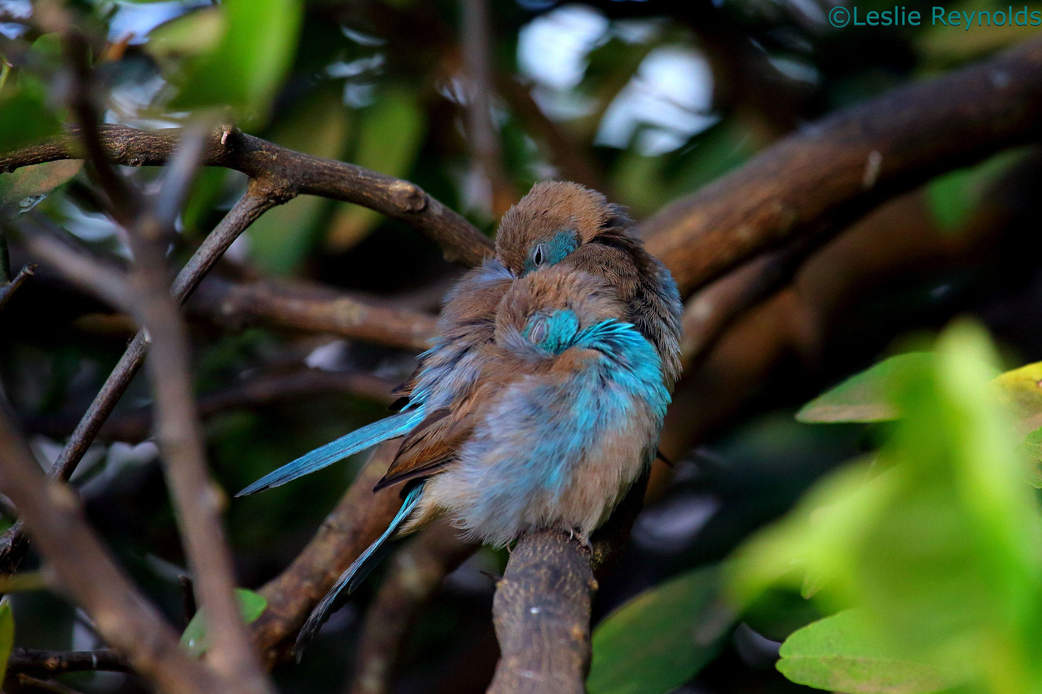 Canon EF 100-400mm F4.5-5.6L IS USM sample photo. Evening blues photography