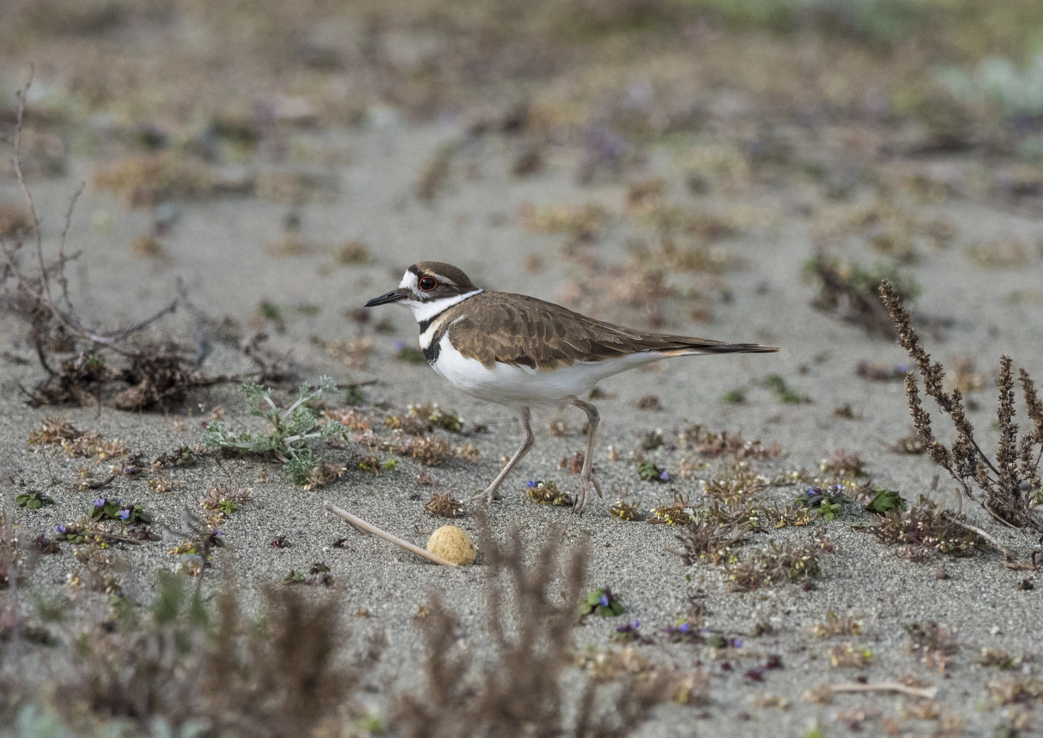 Olympus OM-D E-M5 II + OLYMPUS M.300mm F4.0 sample photo. Killdeer photography