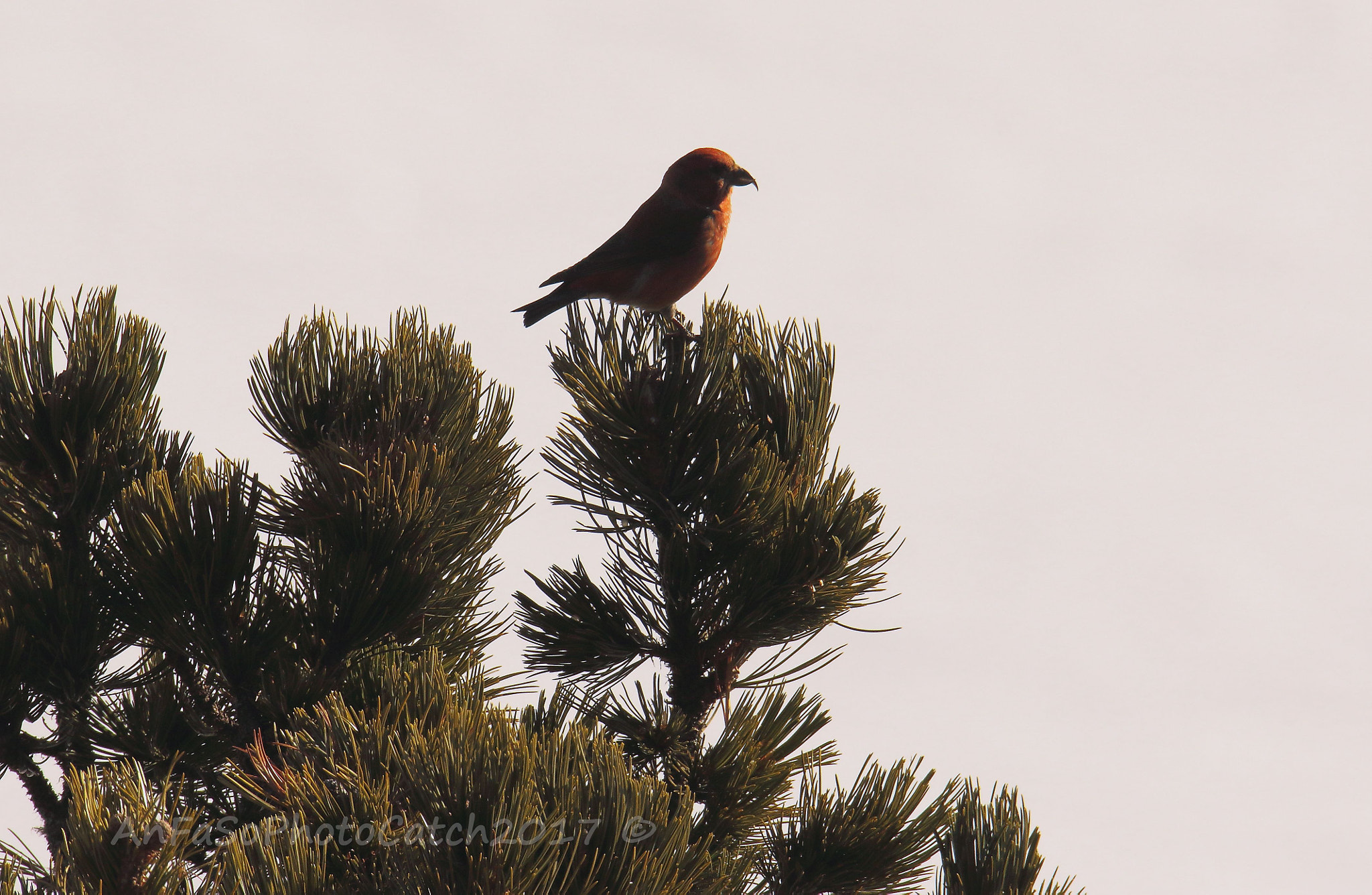 Canon EOS 7D Mark II sample photo. Crociere - loxia curvirostra photography