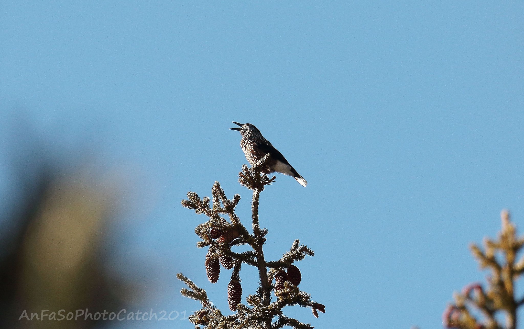 Canon EOS 7D Mark II sample photo. Nocciolaia - nucifraga caryocatactes photography