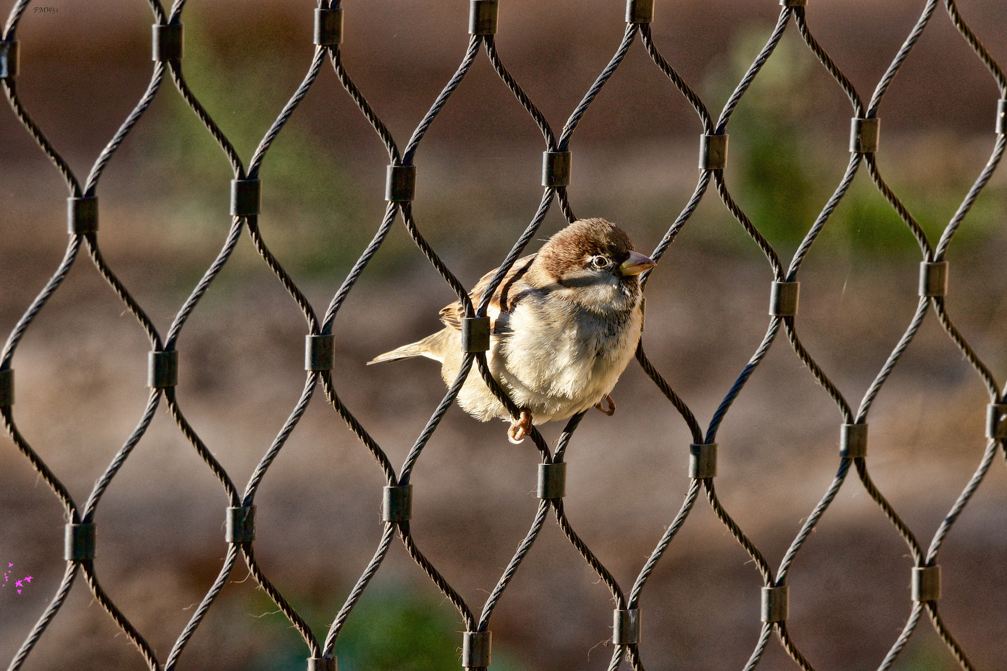 Sony SLT-A55 (SLT-A55V) sample photo. Sparrow swing photography