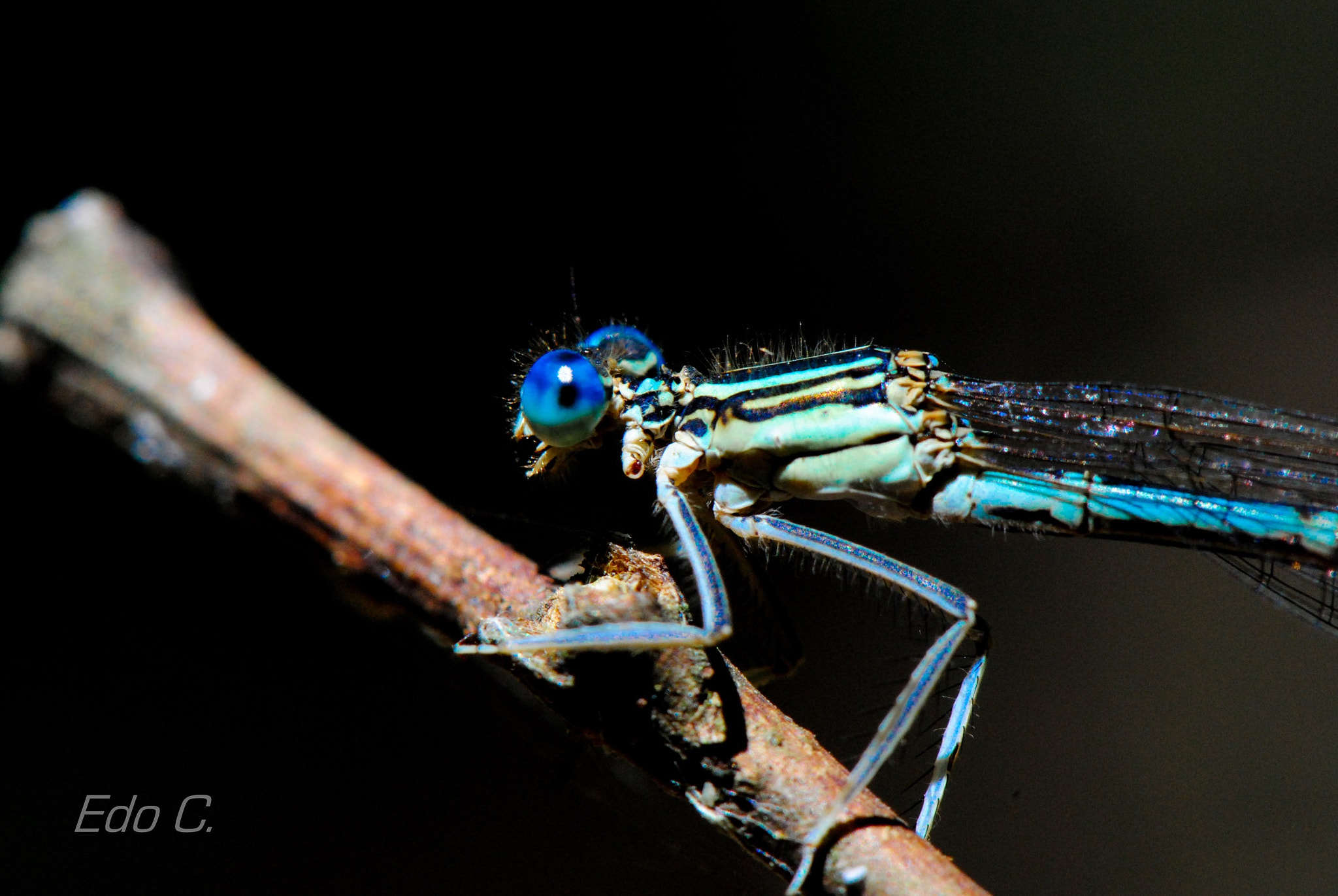 Nikon AF-S Micro-Nikkor 105mm F2.8G IF-ED VR sample photo. Rest. photography