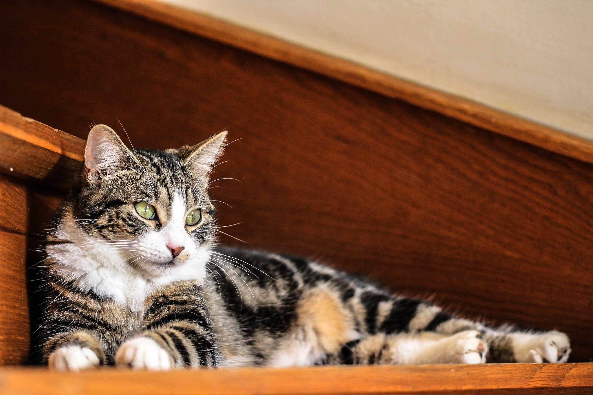 Sigma 105mm F2.8 EX DG OS HSM sample photo. Chaussette  the cat ! photography