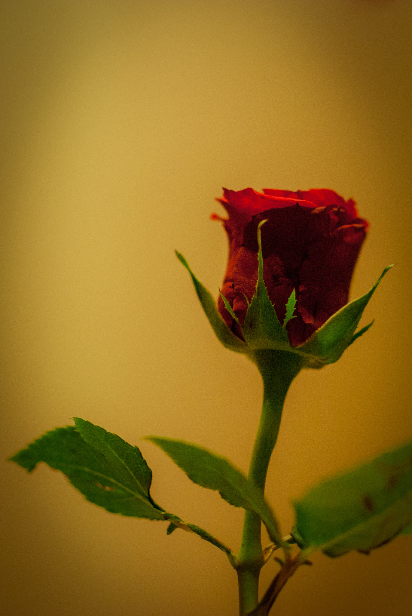 Nikon D80 + Nikon AF-S DX Nikkor 35mm F1.8G sample photo. Rose photography