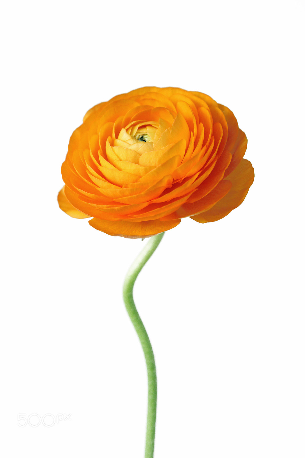 Canon EOS 650D (EOS Rebel T4i / EOS Kiss X6i) + Canon EF 24-105mm F4L IS USM sample photo. Portrait of a golden ranunculus photography