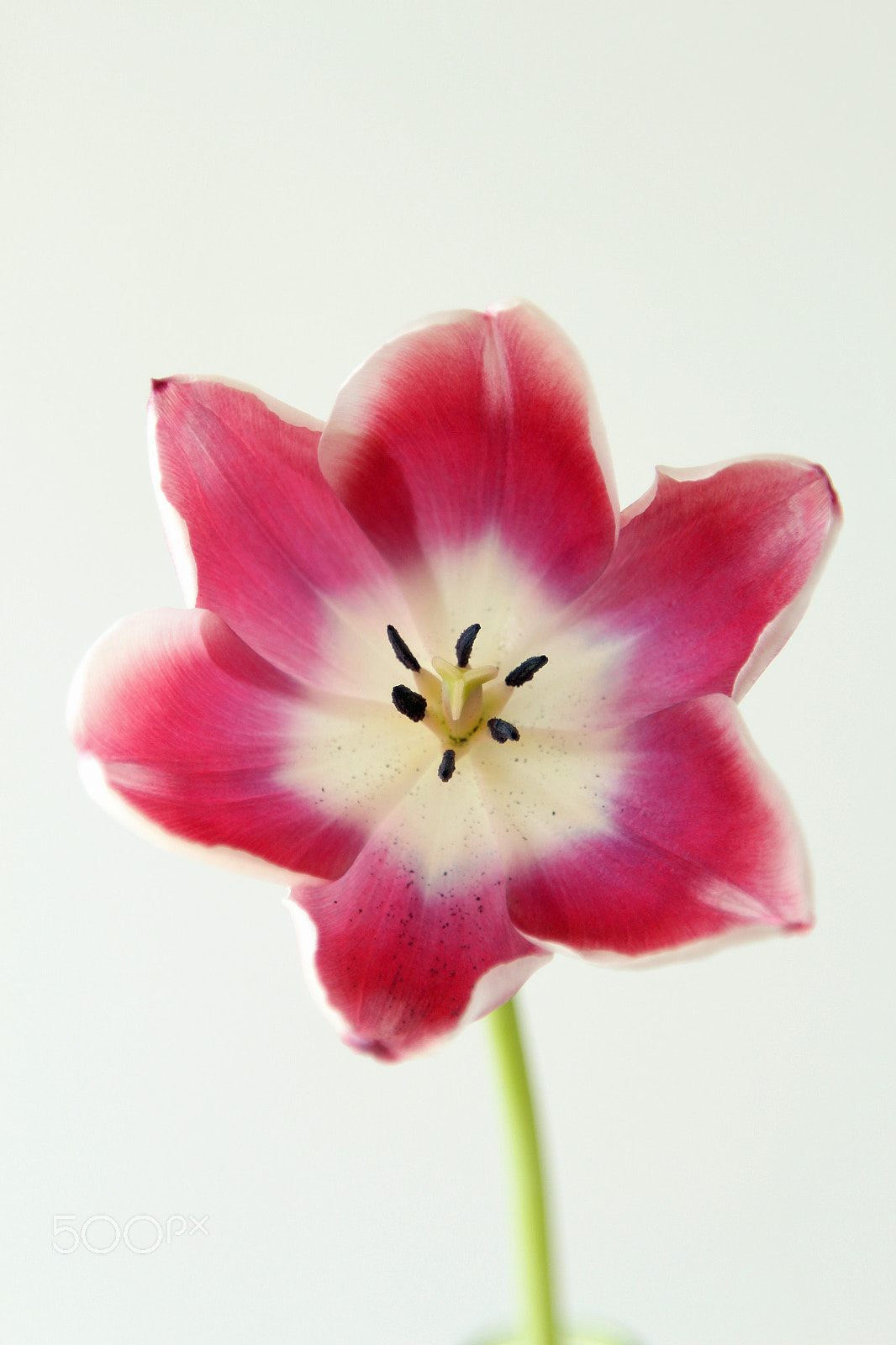 Canon EOS 650D (EOS Rebel T4i / EOS Kiss X6i) + Canon EF 24-105mm F4L IS USM sample photo. Portrait of a star-shaped pink and white tulip photography