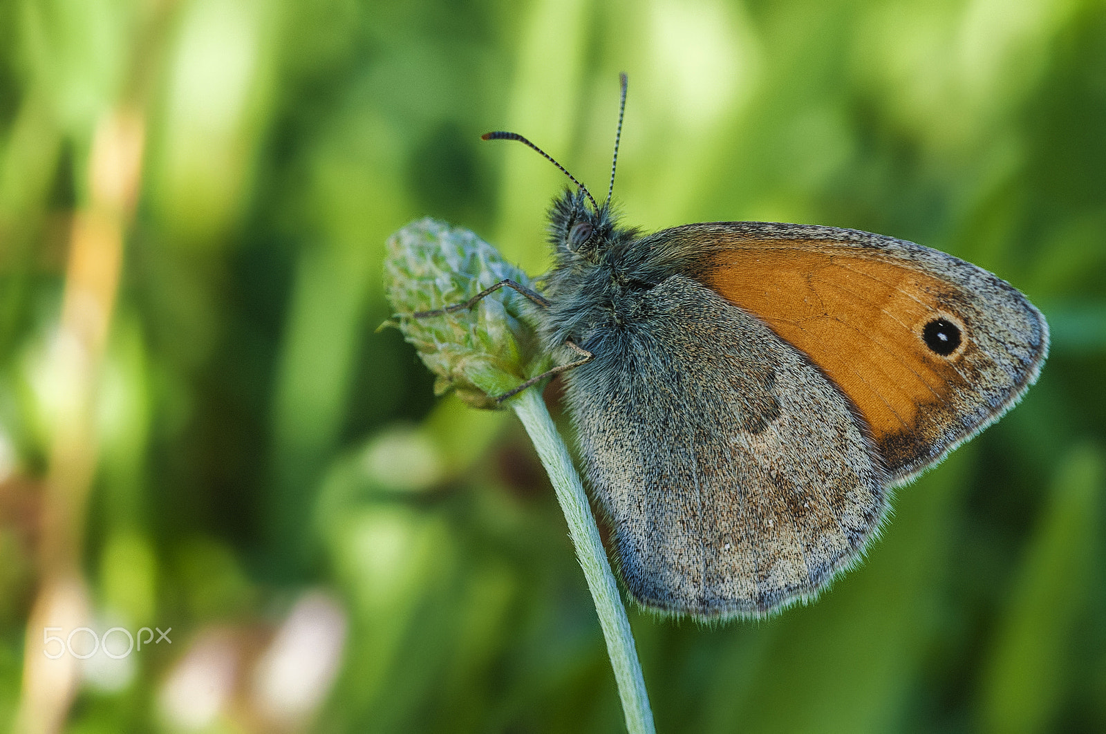 Nikon D700 sample photo. Kelebek (butterfly) photography