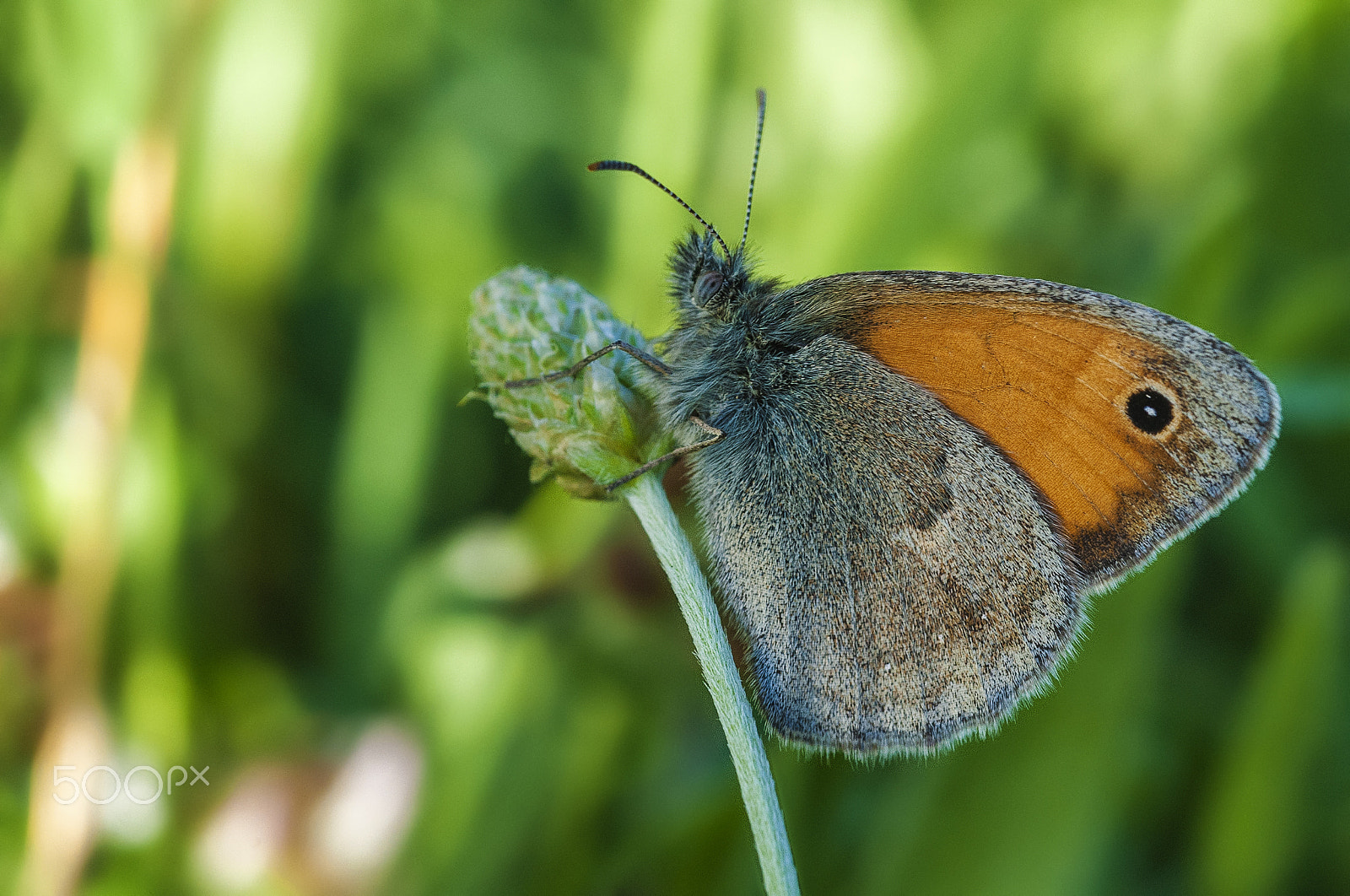 Nikon D700 + AF Micro-Nikkor 55mm f/2.8 sample photo. Kelebek (butterfly) photography