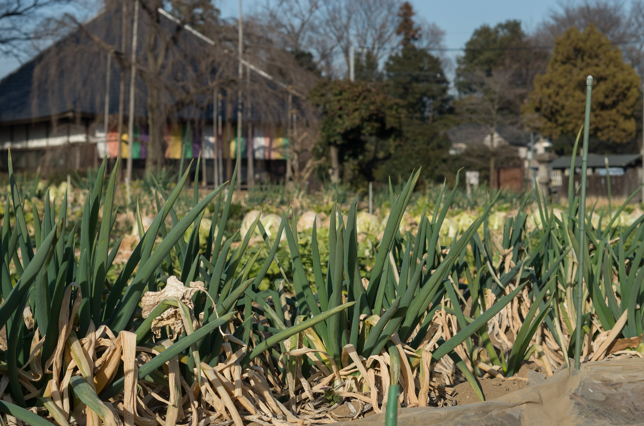Pentax smc DA 50mm F1.8 sample photo. Negi(welsh onion) and a temple photography