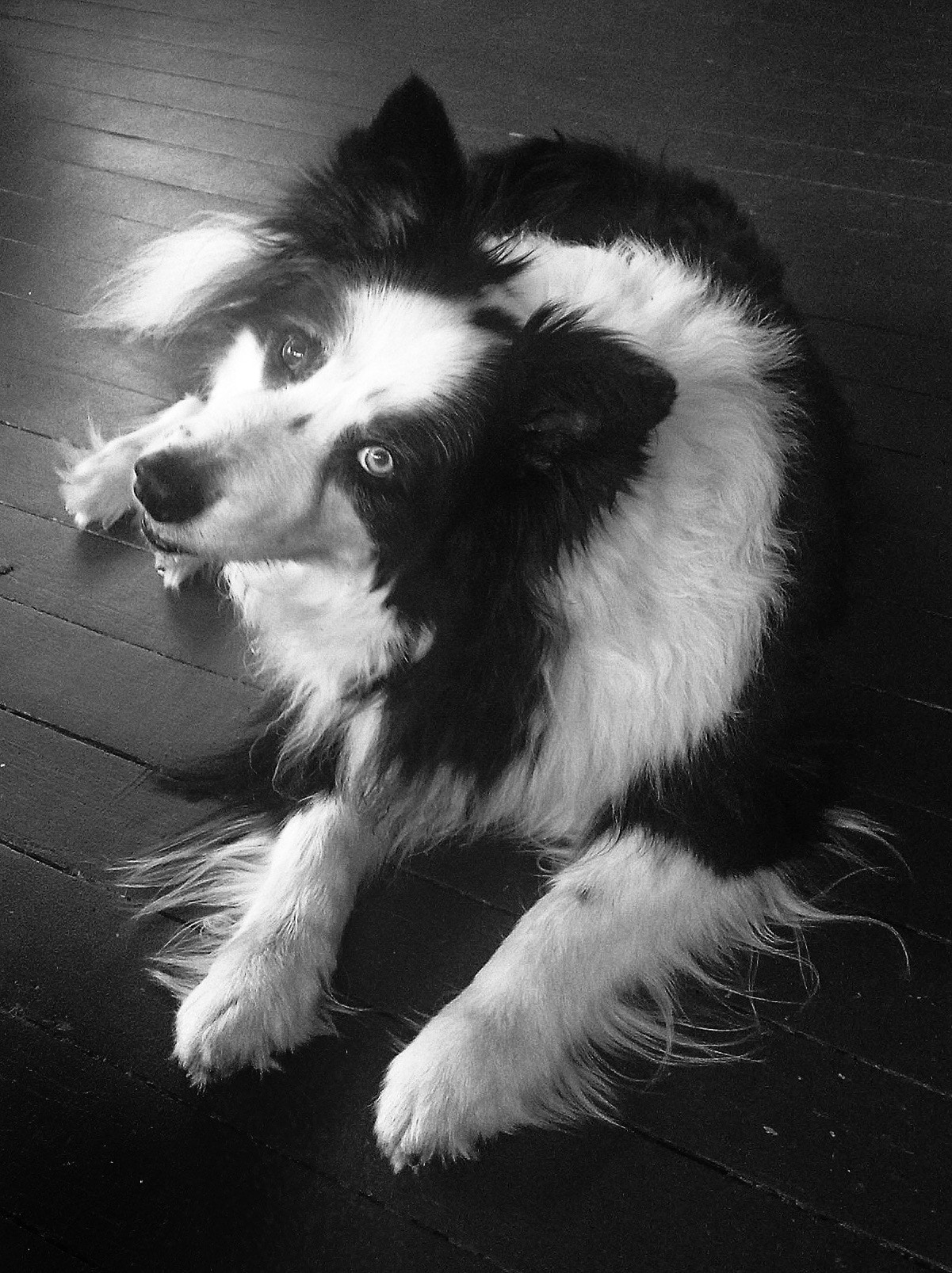 Nokia N95 sample photo. Border collie, relaxed but alert photography