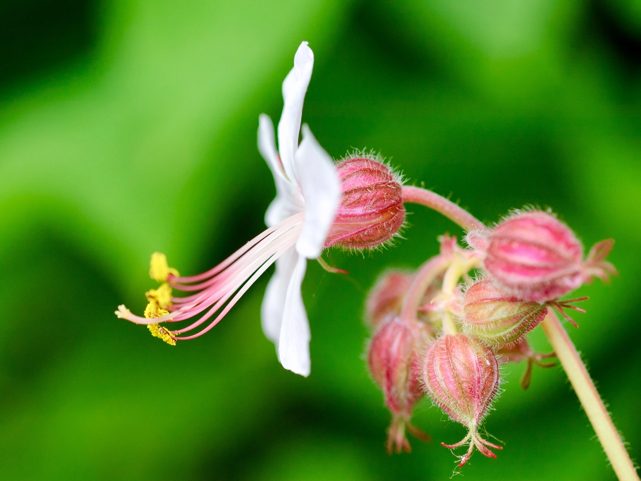 AF Micro-Nikkor 60mm f/2.8 sample photo. Geranium macrorrhizum photography