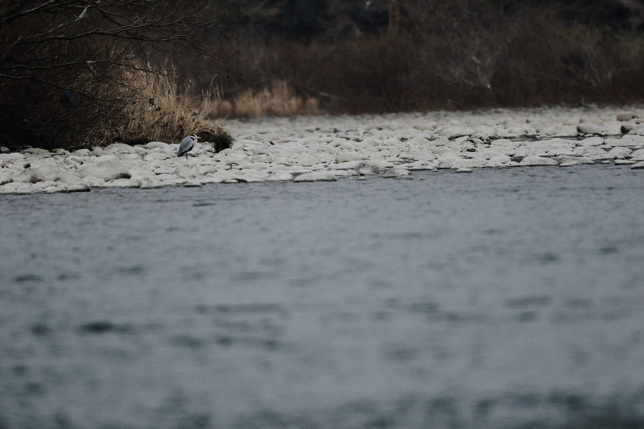 Canon EF 600mm F4L IS II USM sample photo. A night heron photography