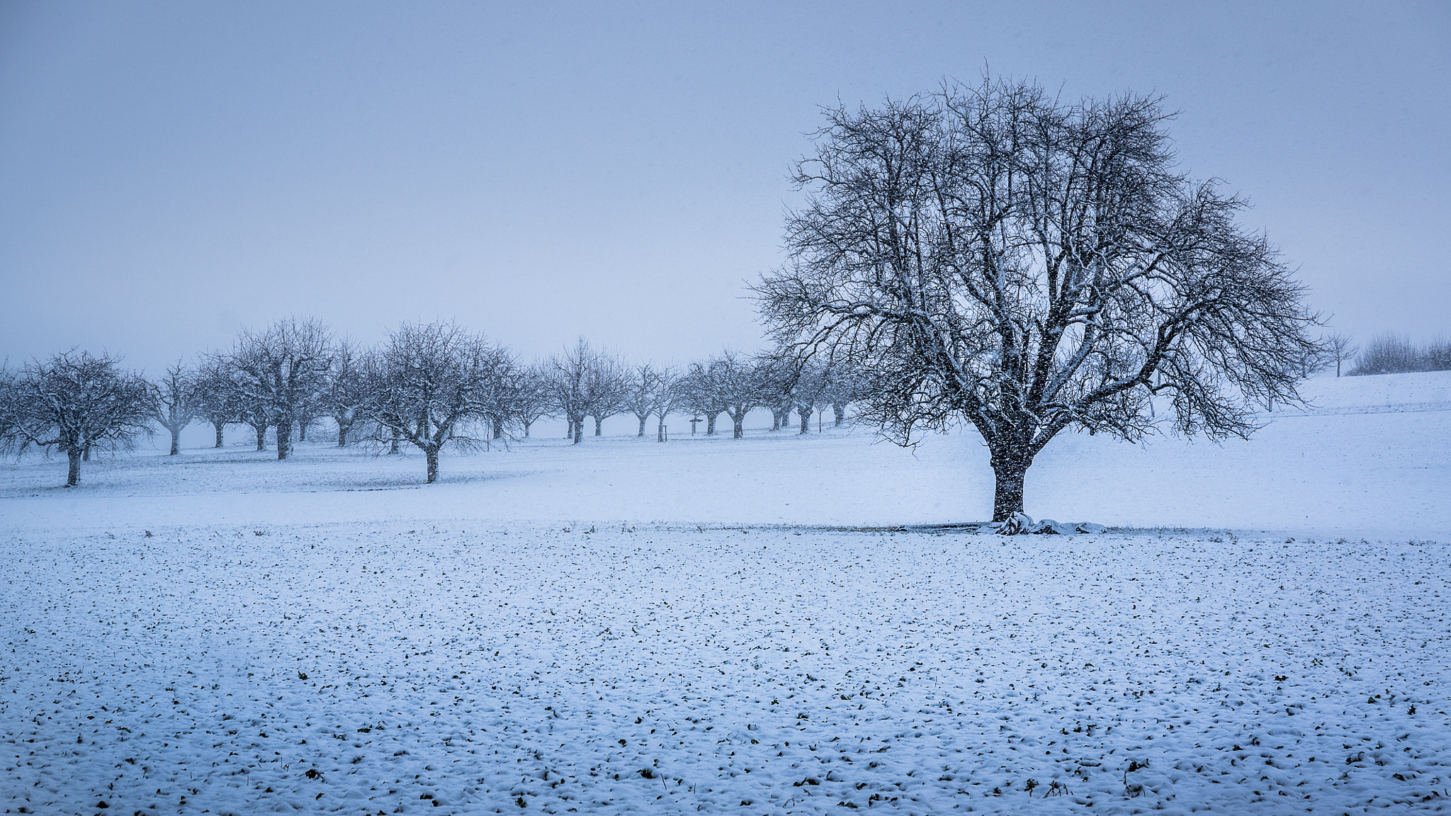 Pentax K-3 sample photo. Snowfall and cold wind photography