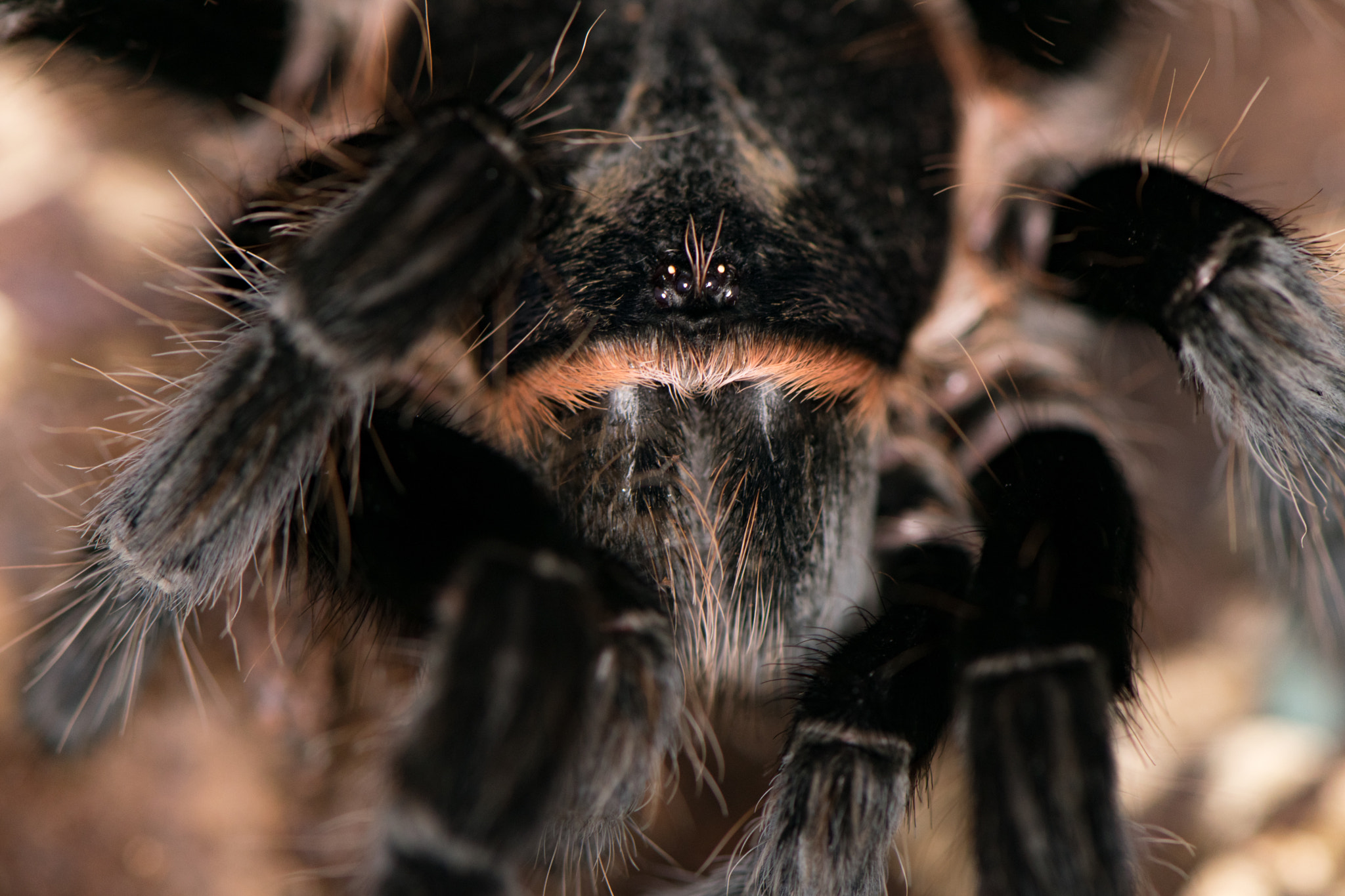 Nikon AF-S Micro-Nikkor 105mm F2.8G IF-ED VR sample photo. Costa rican red photography
