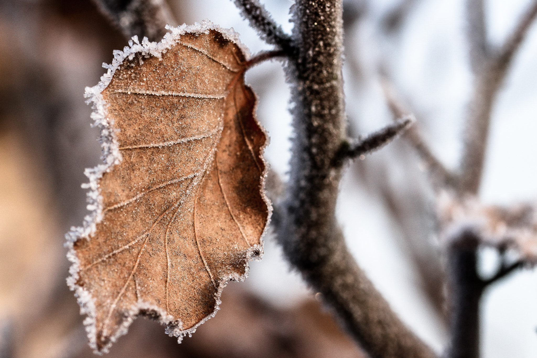 Sigma 105mm F2.8 EX DG OS HSM sample photo. Frozen leaf photography