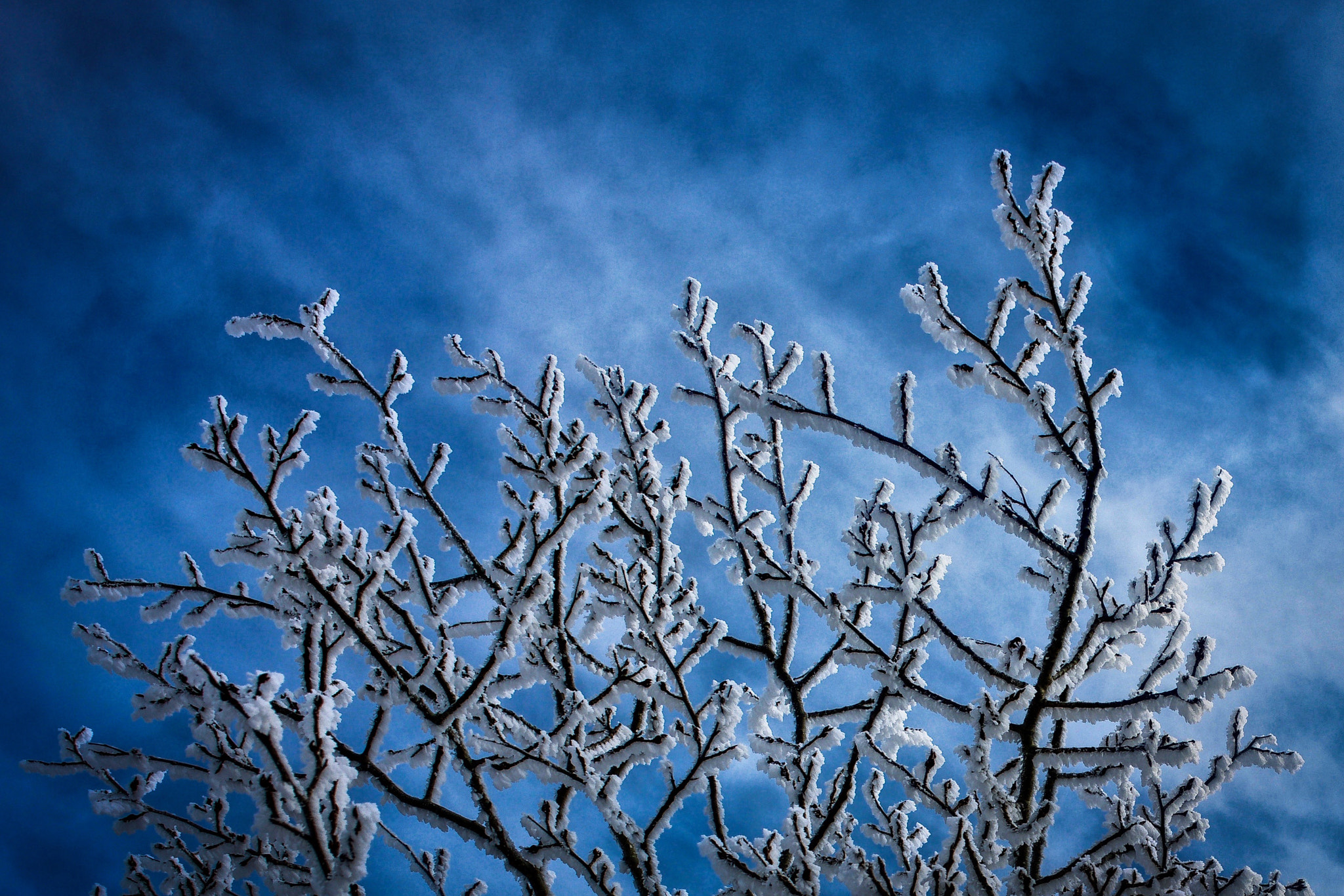 Sony 35mm F2.0 sample photo. Frosted photography