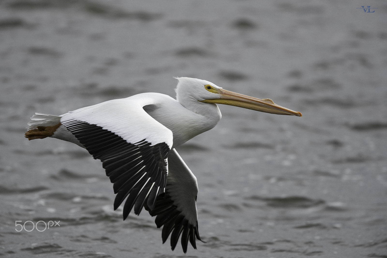 Canon EF 600mm F4L IS II USM sample photo. Pelican photography